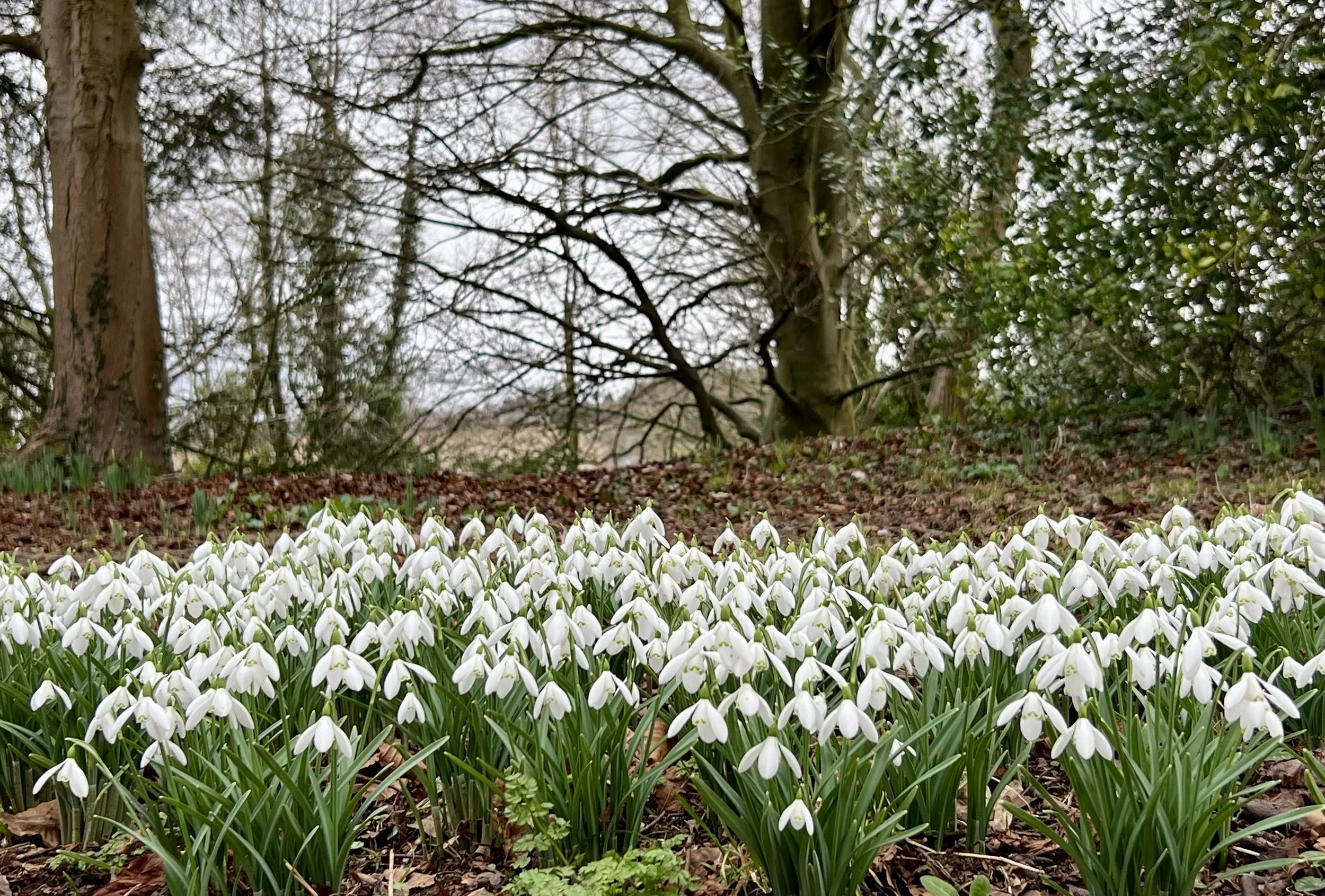 Guided Meditation for February