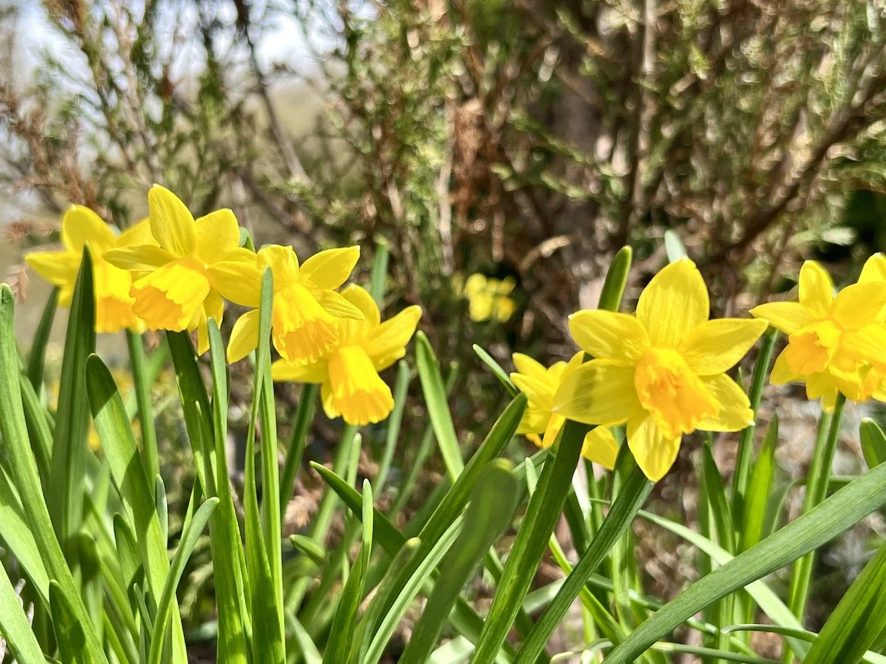 Spring Meditation - Tools for Satisfying Sleep