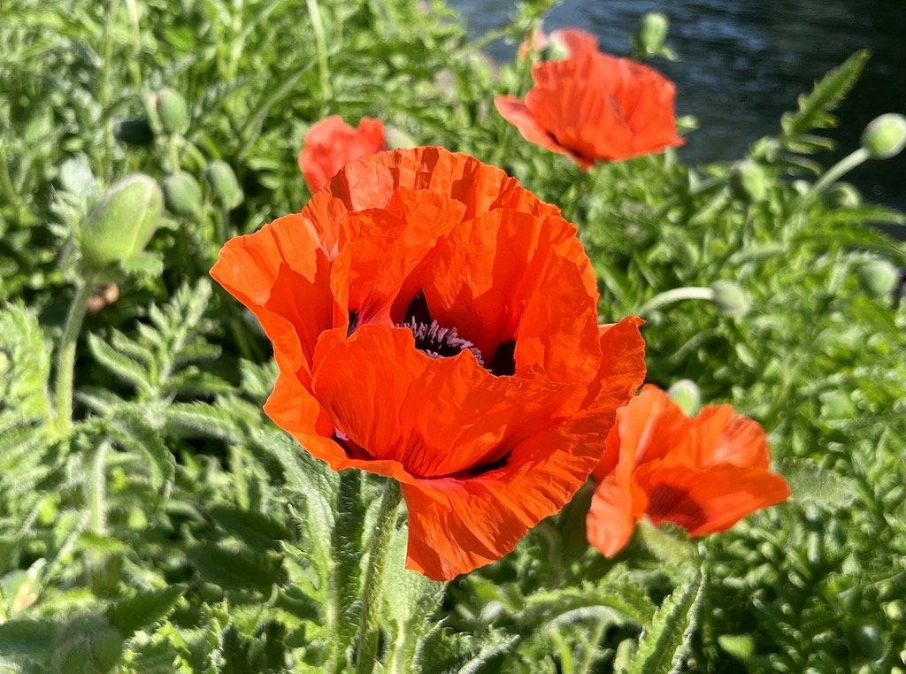 July Meditation - Summer Vibrancy