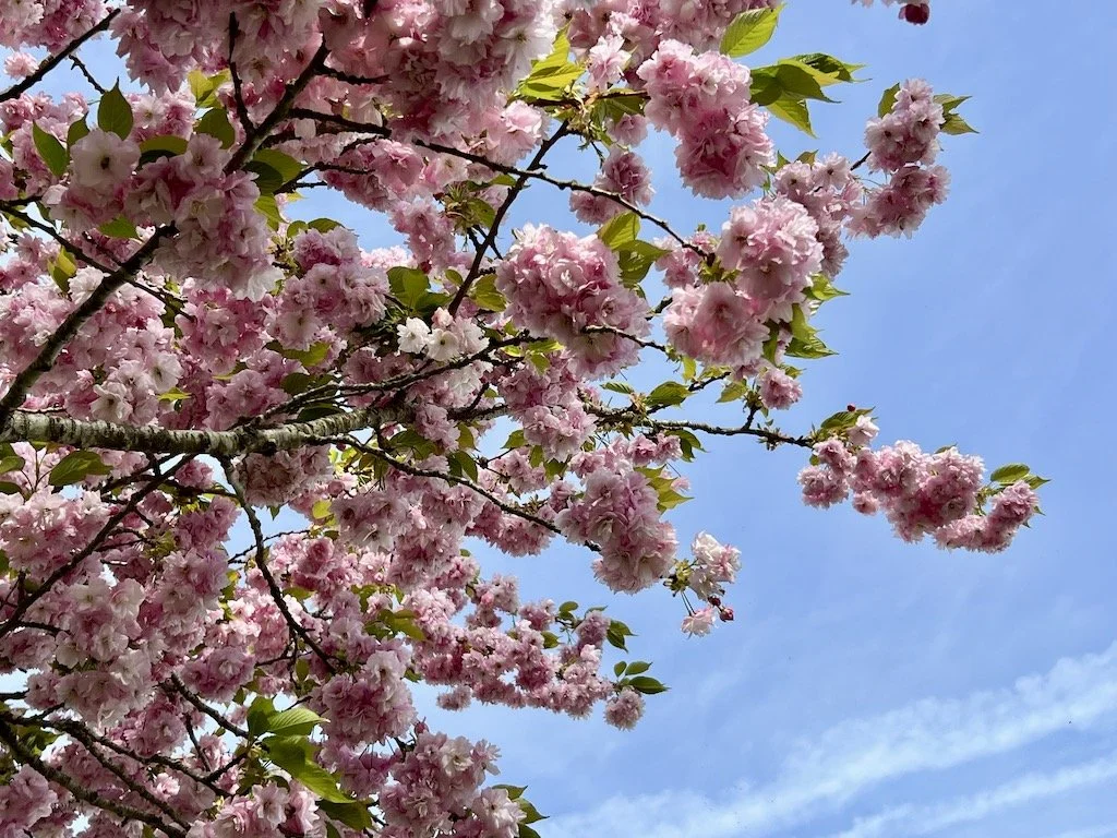 April Meditation - Sensing Aliveness