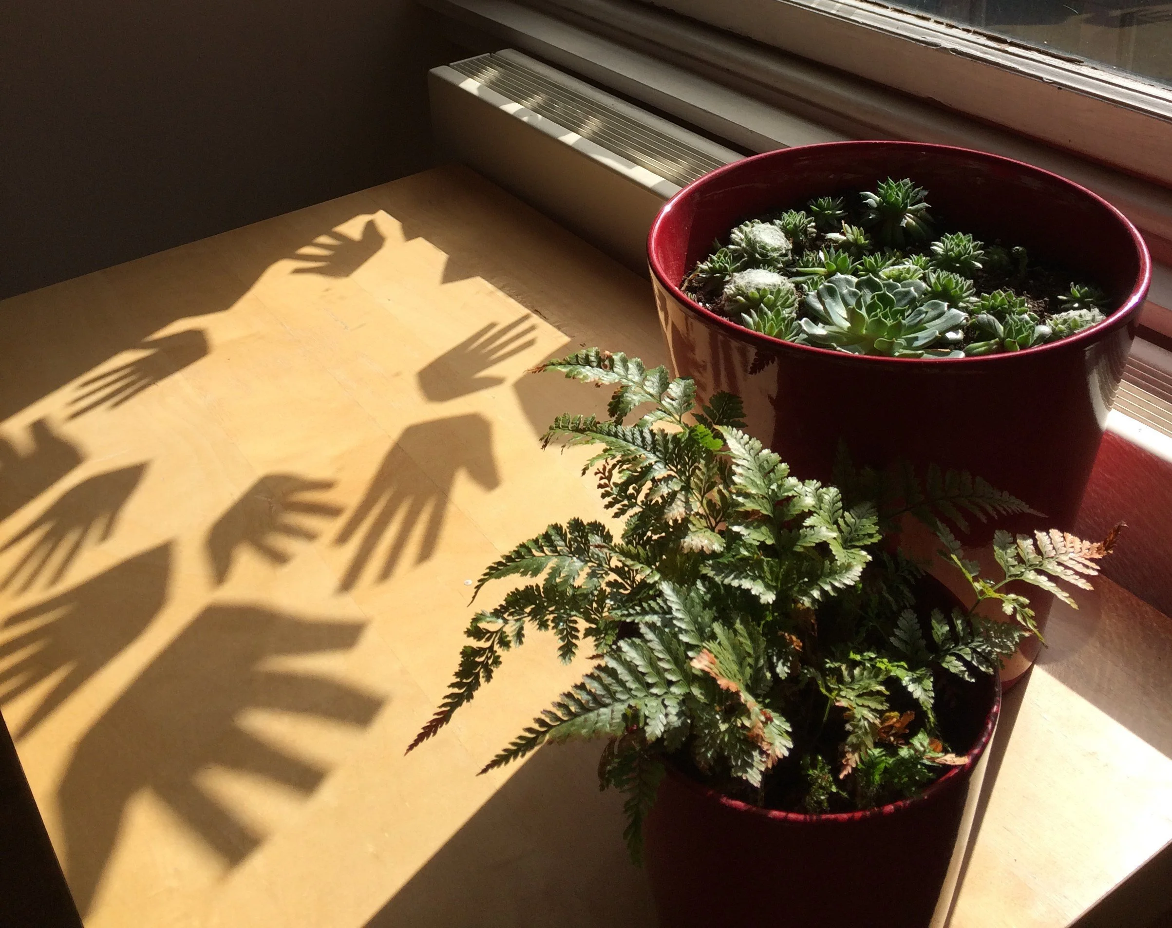 PLANTS TMP.jpg