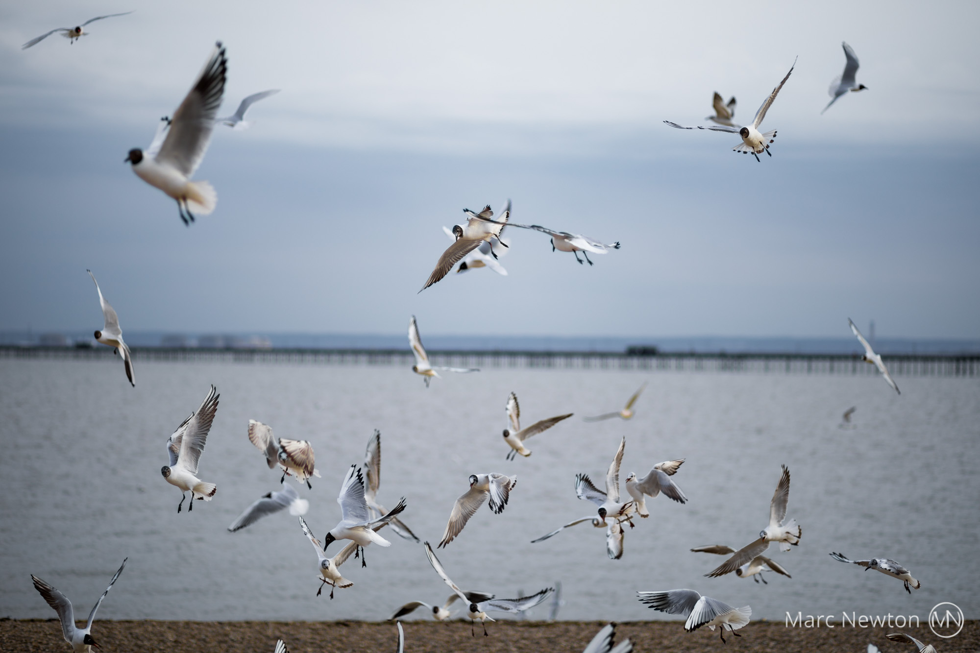 Gulls_2000px.jpg