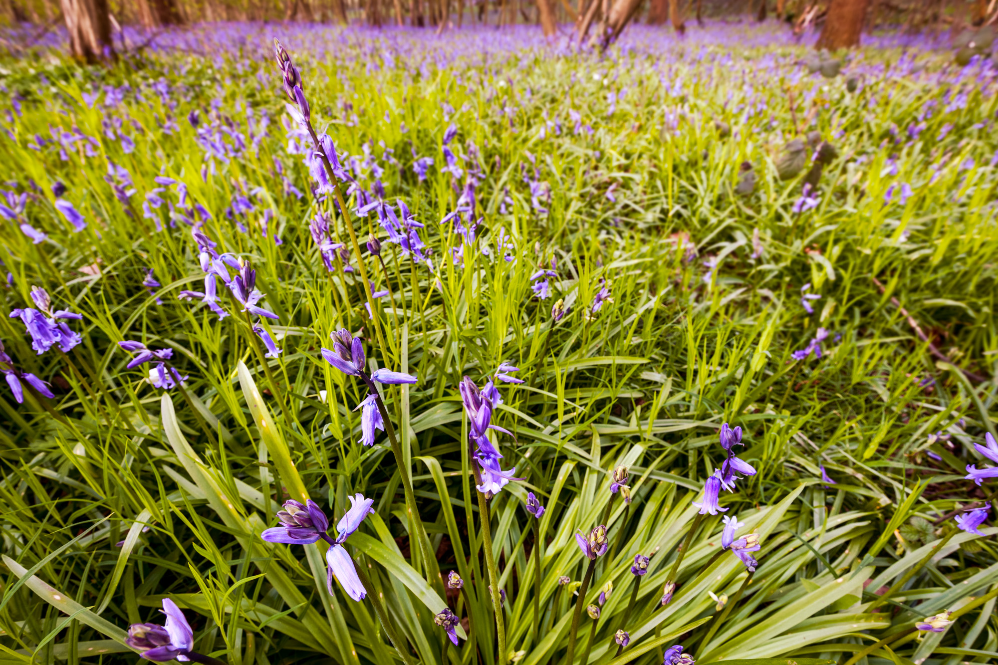Photo from our Spring photography tutorial