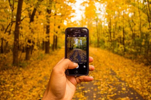 Fotos profesionales con celular - Fotografía de bosques tomada con un iPhone con luz natural
