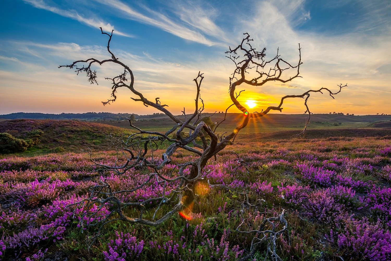 Coucher de soleil à travers les arbres en utilisant HDR