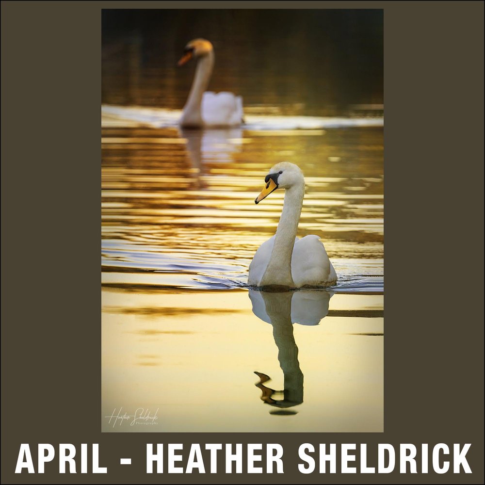 4 - April - Heather Sheldrick.jpg