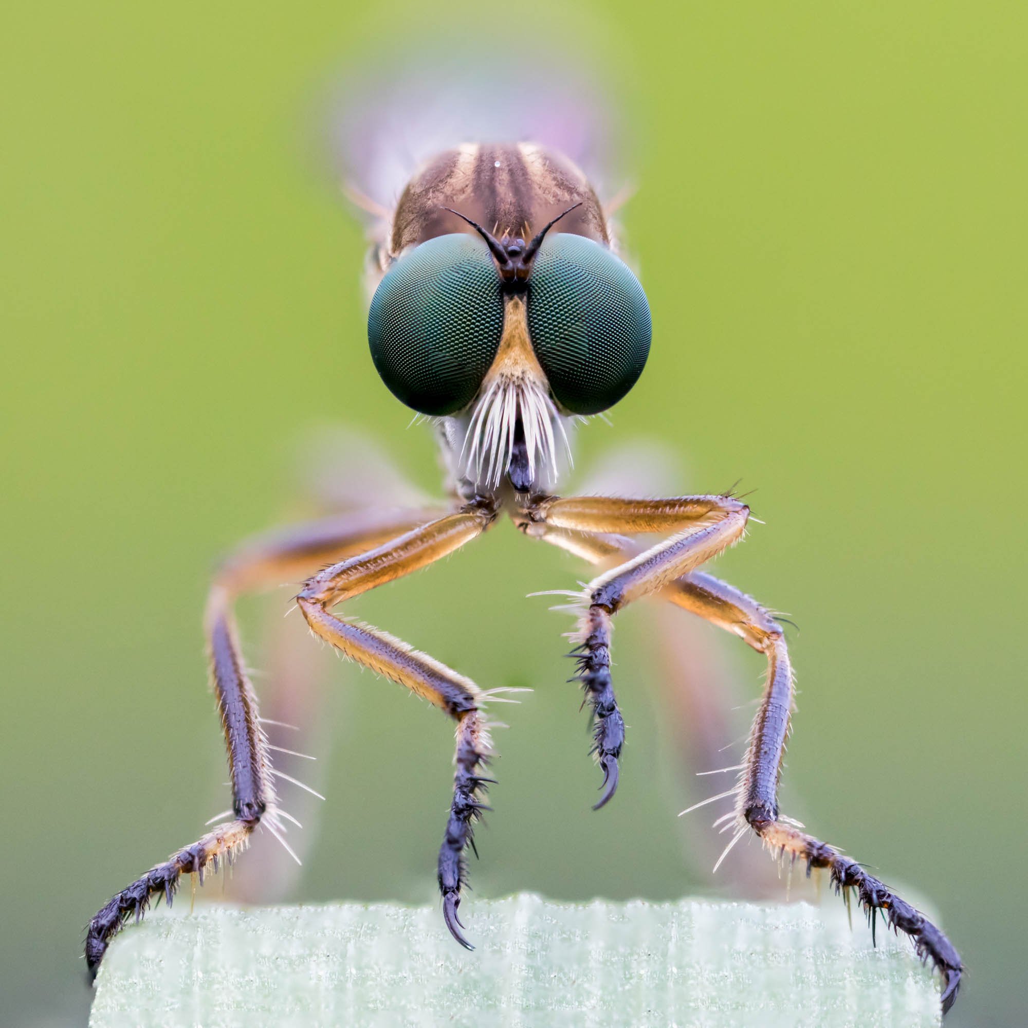 SOP-81-Robberfly_2000px-60.jpg