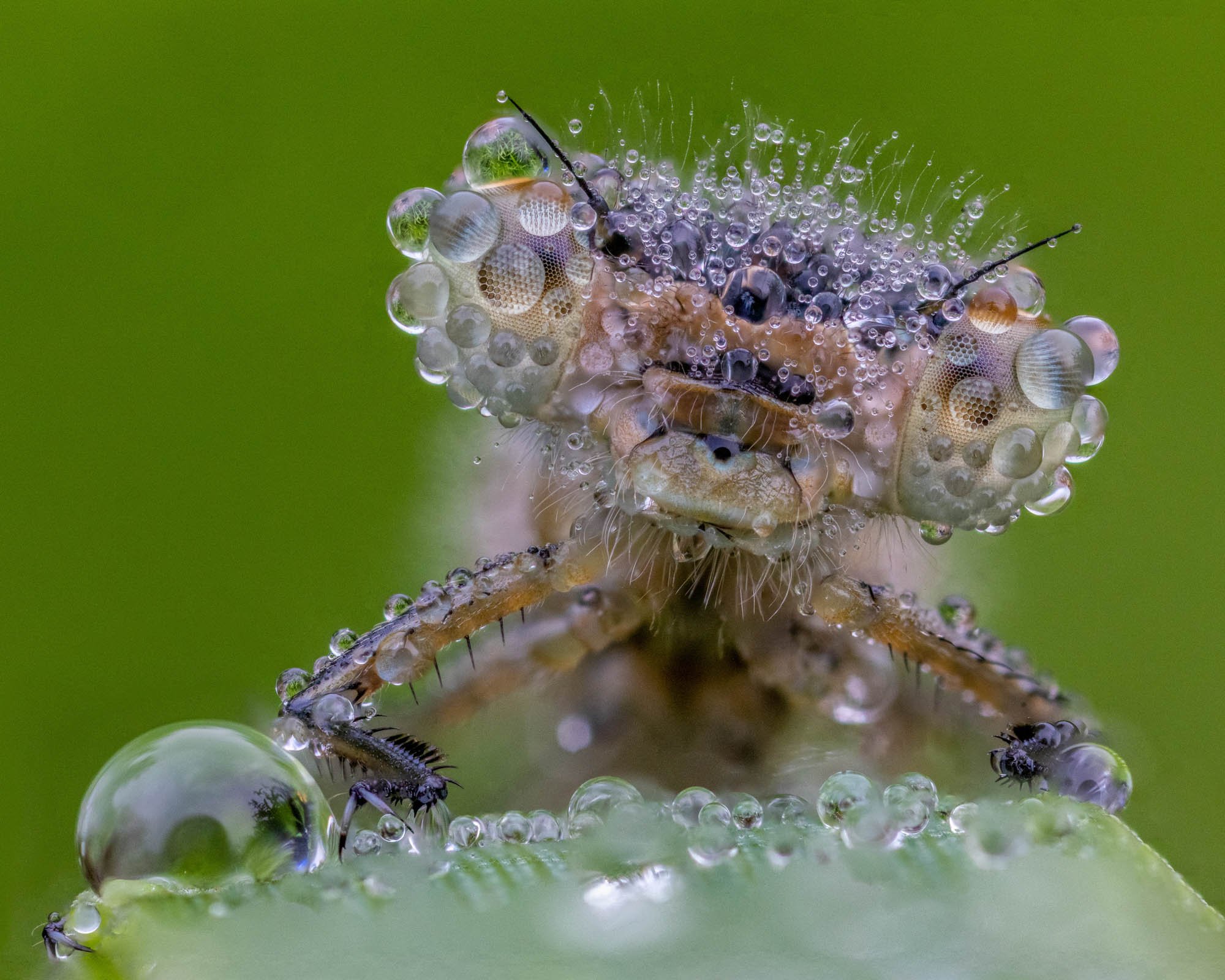 SOP-57-Dew covered damselfly_2000px-60.jpg