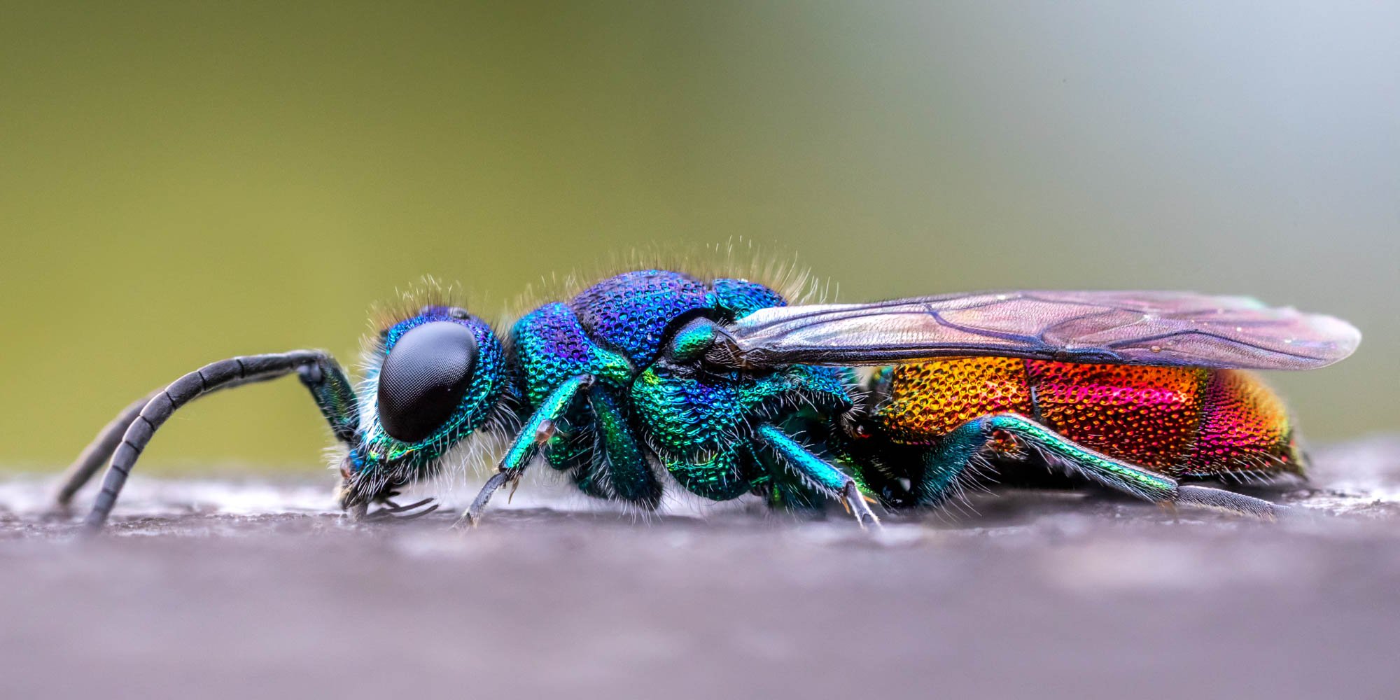 SOP-83-Ruby Tailed Wasp_2000px-60.jpg