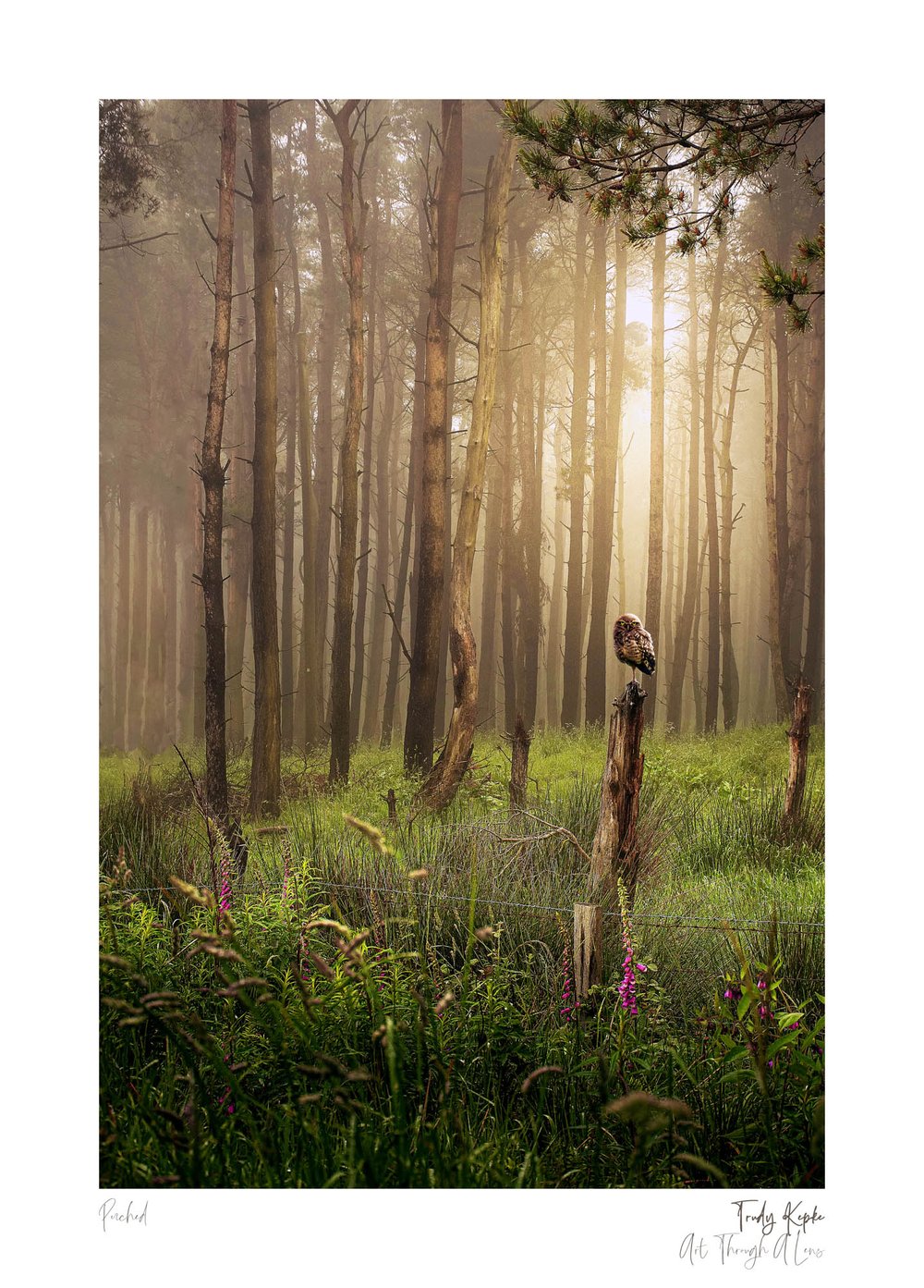 perched_2000px-60.jpg