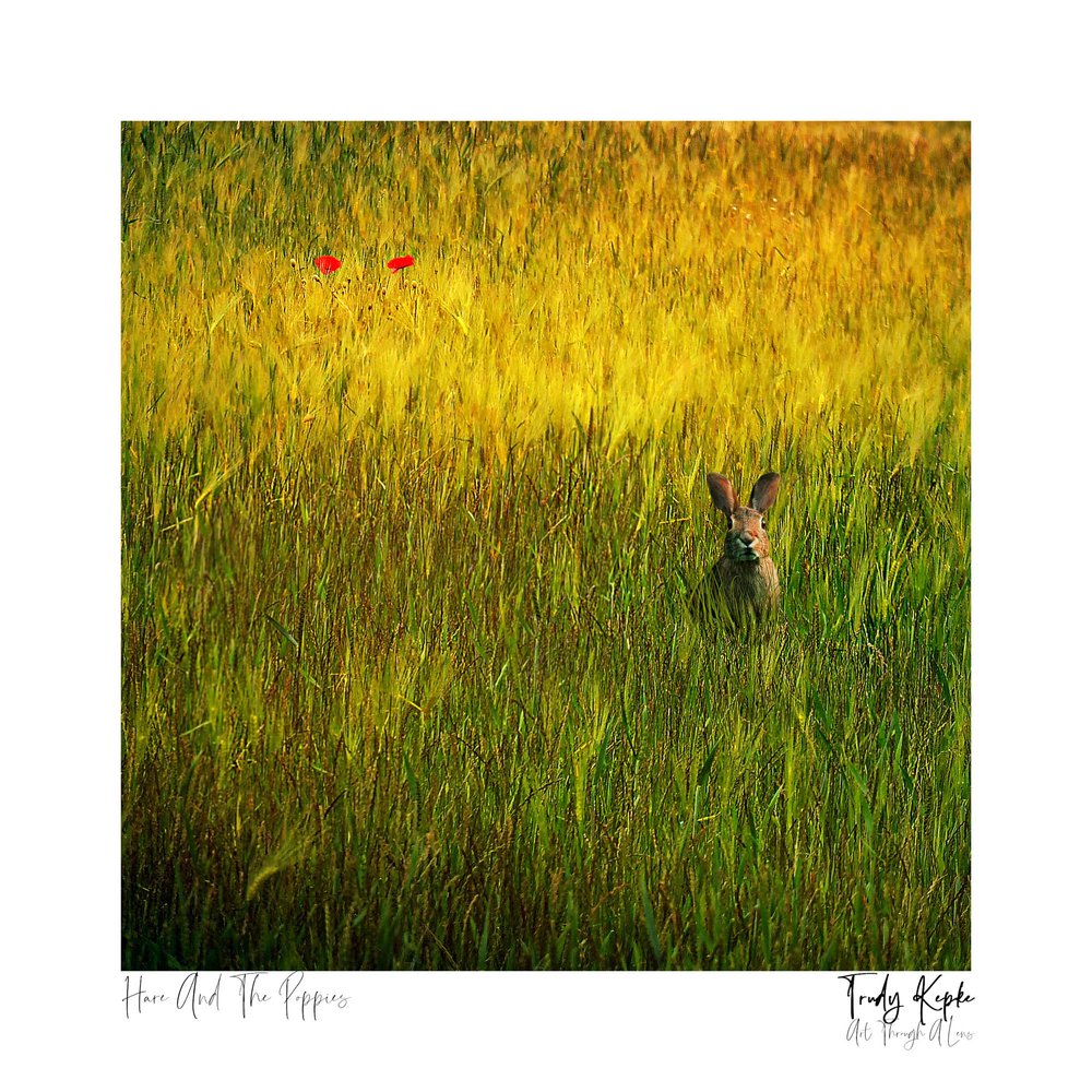 Hare and The Poppies_2000px-60.jpg