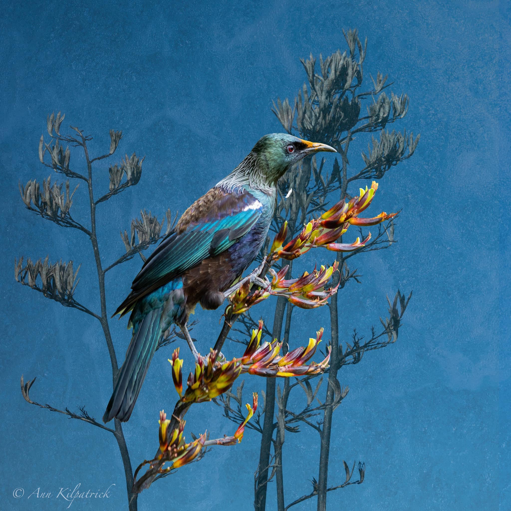 Ann Kilpatrick ~ Tui Bird.jpg