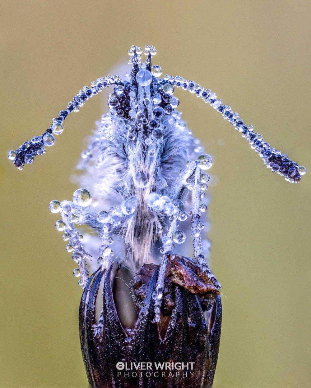 SOP-55-Dew-covered-common-blue-butterfly_1500px-60.jpg