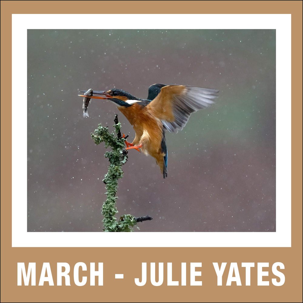 3 - March - Julie Yates.jpg