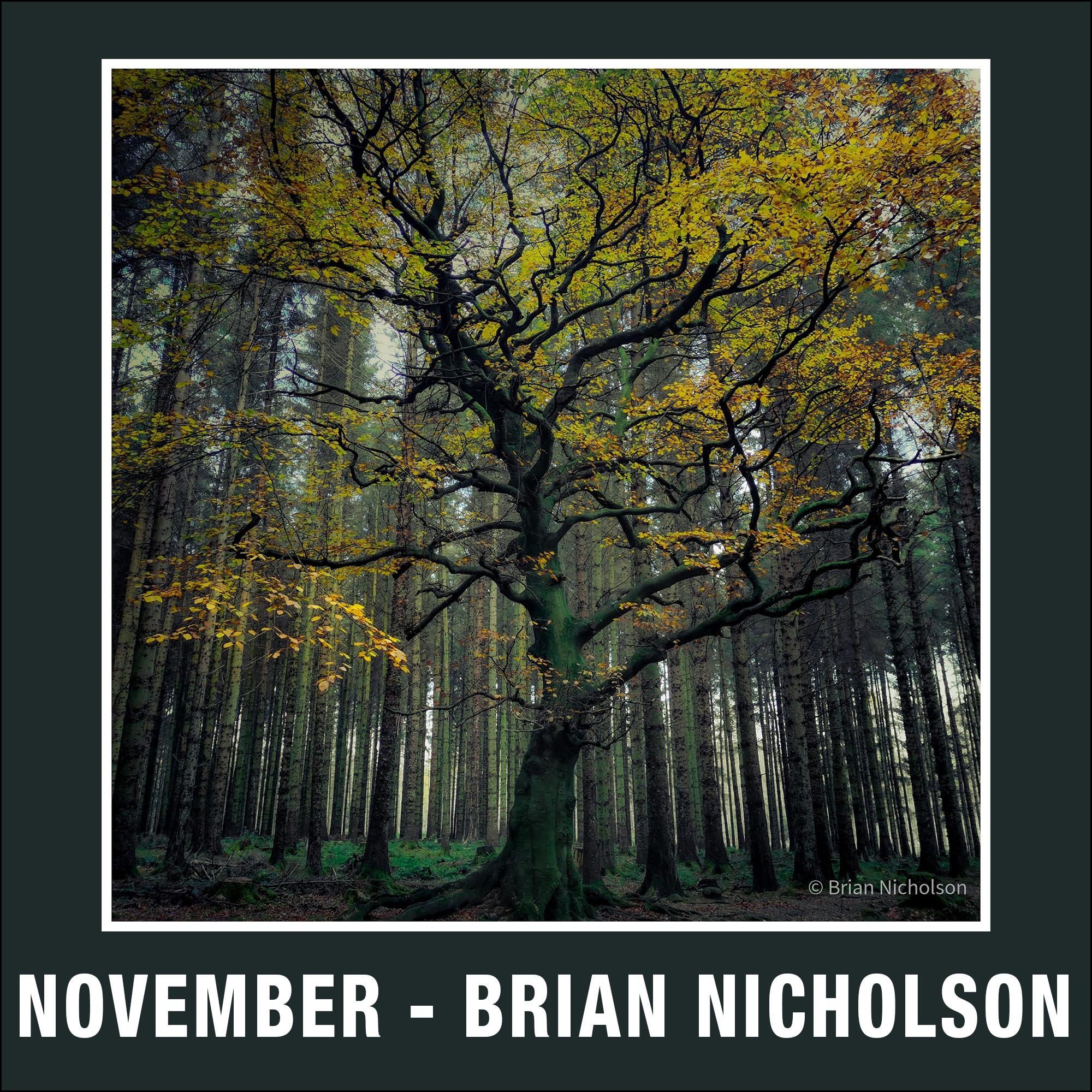 11 - November - Brian Nicholson.jpg