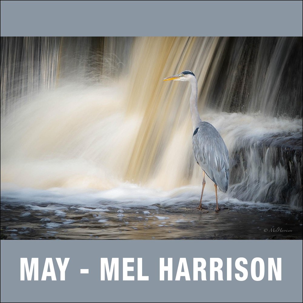 5 - May - Mel Harrison.jpg