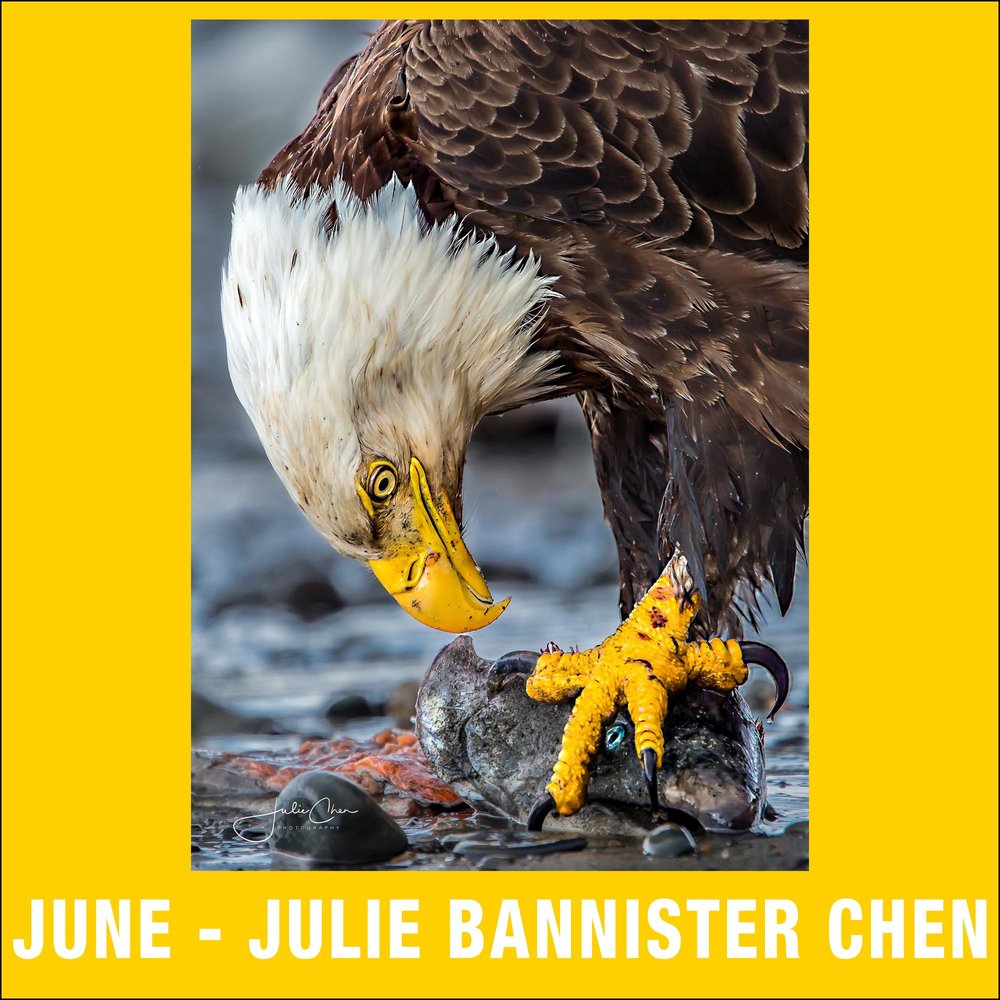 6 - June - Julie Bannister Chen.jpg