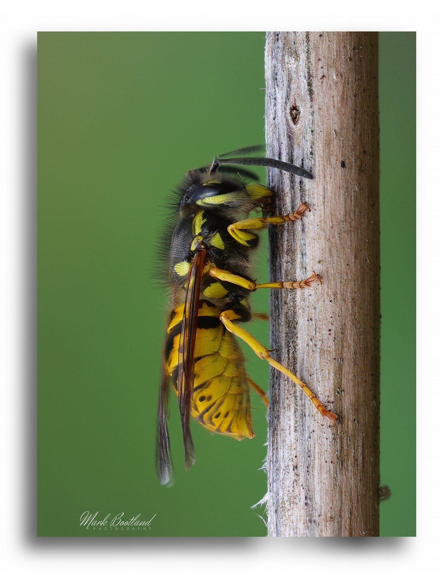 Brilliant image by member Mark Bootland @macroandstuff 📸

f/3.2 - 1/640 sec - ISO 200 - Focal length 85mm

Mark writes, &quot;You can see the abdomen still pulsing. This happened during the focus stacking.&quot;

Super shot 👏👍

Want to learn how t