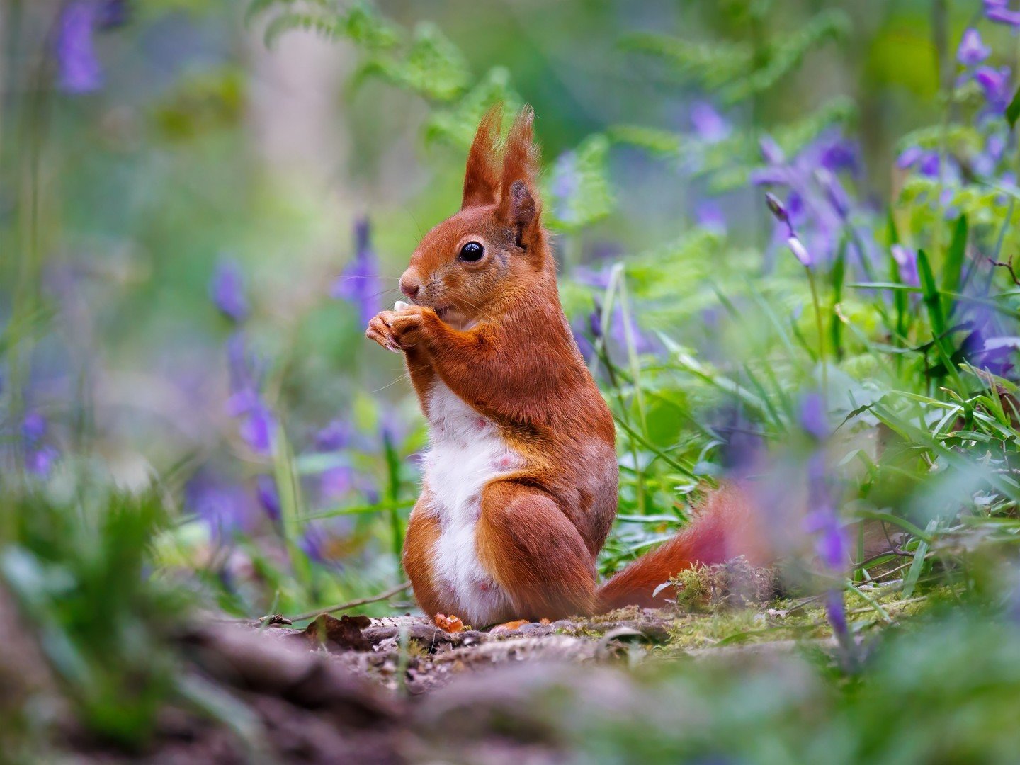 Showing off Spring in all its radiant glory 🥰 

Beautiful image by member Jayne Williams @wmsjayne 📸

f/7.1 - 1/500 sec - ISO 2000 

Jayne writes, &quot;Popped out this morning to see what I could find before the rain came down. So very lucky to sp