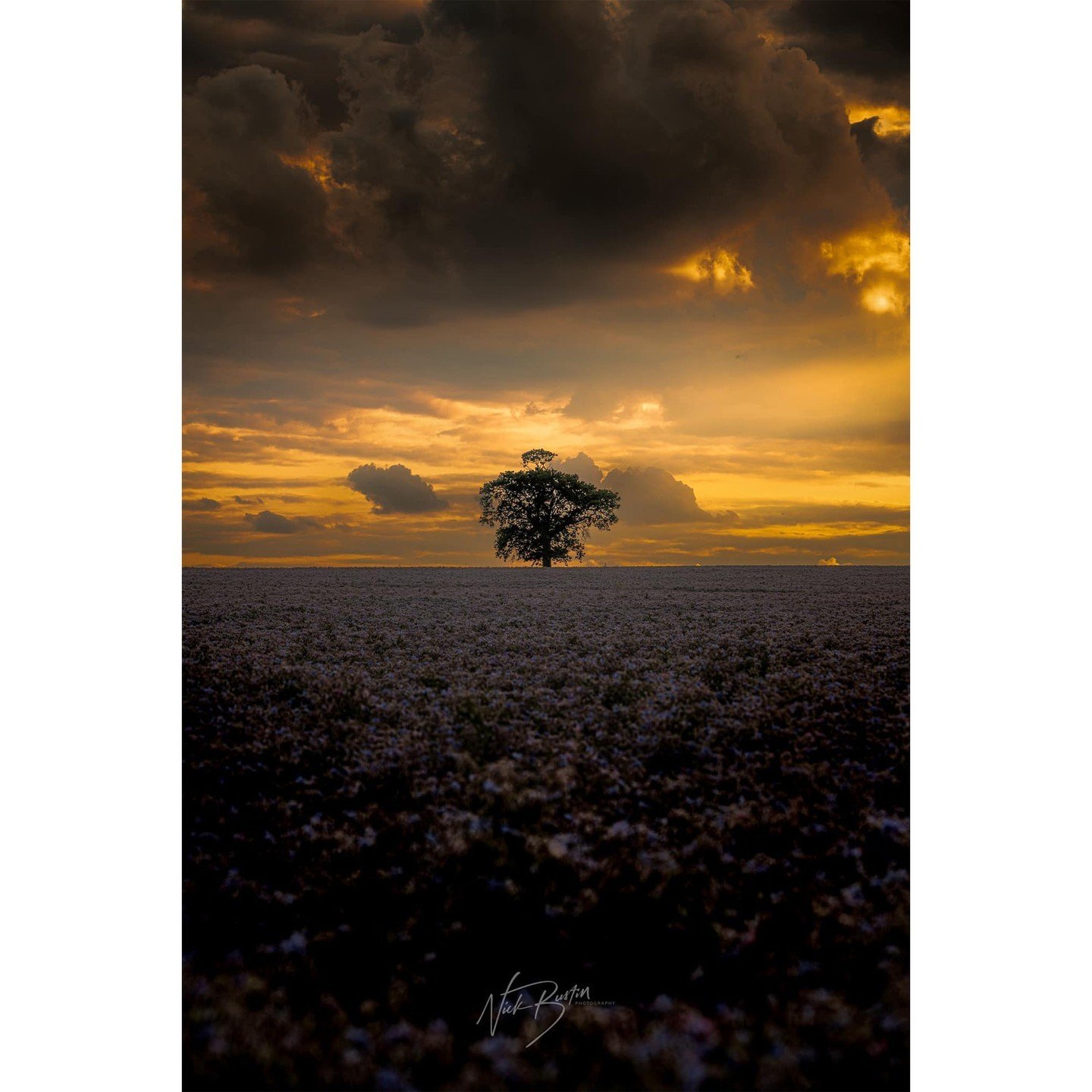 A truly wonderful photo that transports you right to where it was taken 😍👏

Taken by member Nick Bustin @nickbustin 📸

Sony A7riii - F/5.6 - ISO 320

Nick writes, &quot;A lone tree amongst the borage. A shot from late summer 2023.&quot;

Love it ❤