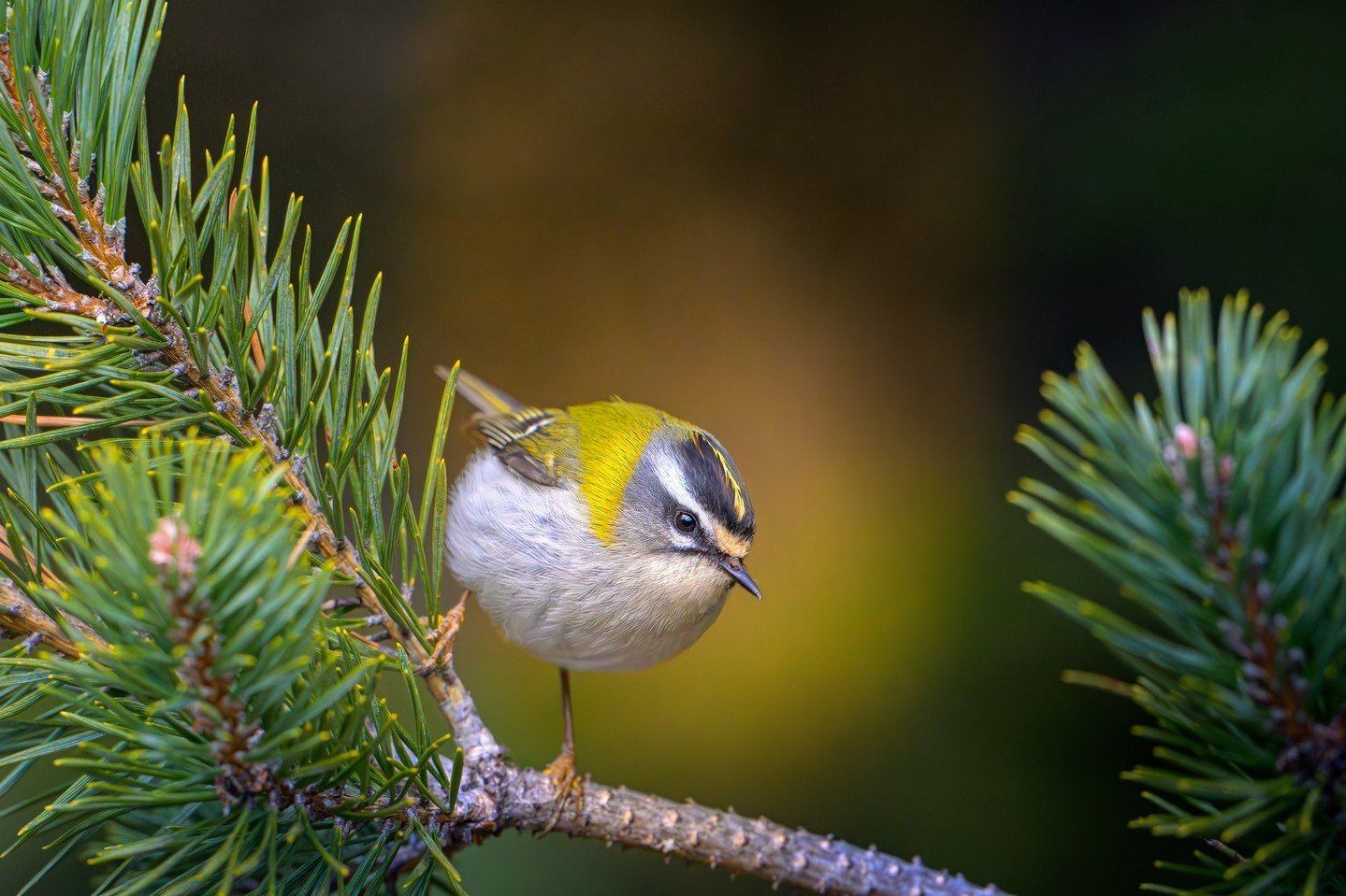 What a charming shot of the Goldcrest bird by member Vasil Andreev @vasilandreevphotography 🤩
Vasil writes, 
&quot;This is a shot from a month ago, while my camera was still newish and I was so excited by the improved autofocus, that I was walking a