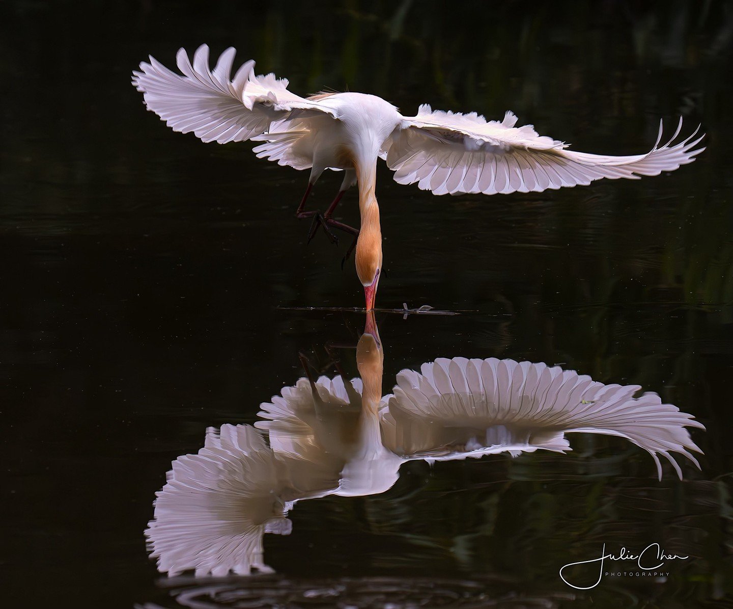 Stunning shot by member Julie Bannister Chen @slowpaddler - they've captured the reflection in the still water spectacularly 🤩

Julie writes, &quot;Picking up sticks. A bit late for the reflections assignment, but happy to catch it nevertheless just