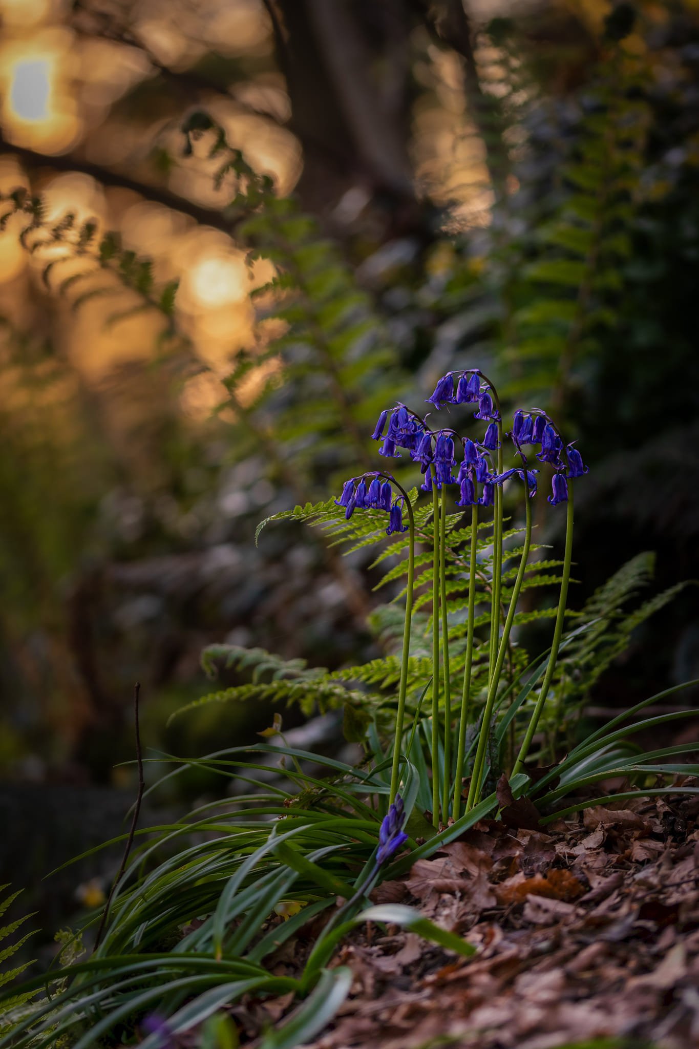 We love seeing the shots that our members capture as the seasons change! 🌸 
Member Ian McMichael @photos_by_ian85 has captured these beautiful bluebells in this springtime shot 🤩

Looking to capture some beautiful bluebells this spring?  Check out 