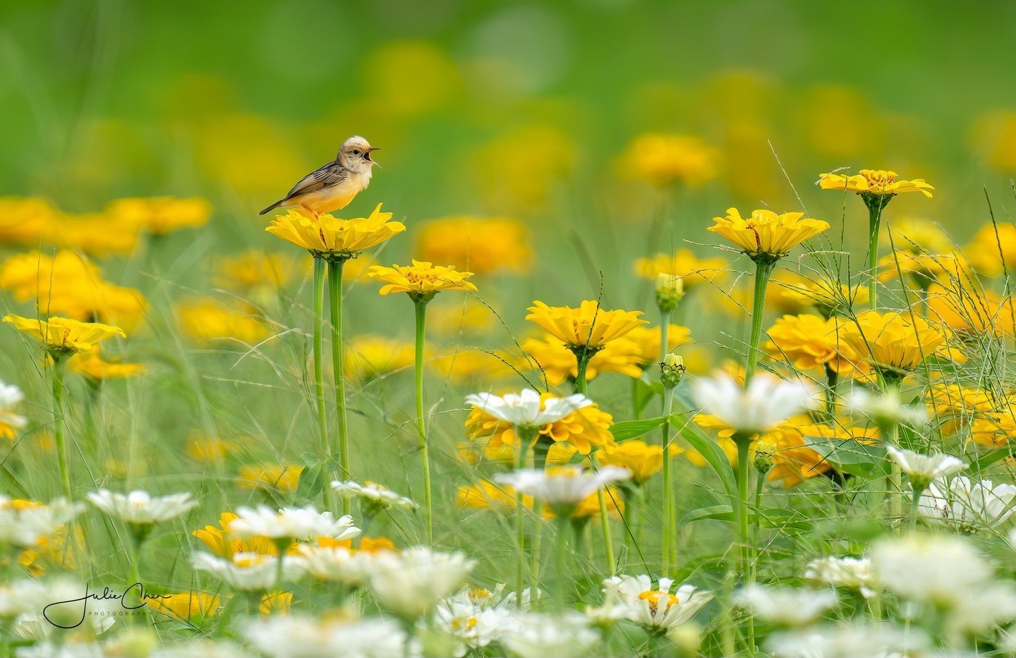 What a stunning shot by member Julie Bannister Chen @slowpaddler 😍

Julie writes, &quot;I'm not supposed to be out and about following major surgery last week, but since these flowers were right by the parking lot and my hubby kindly set up my tripo