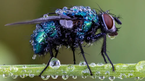 Macro Photography Course — The School of Photography - Courses ...