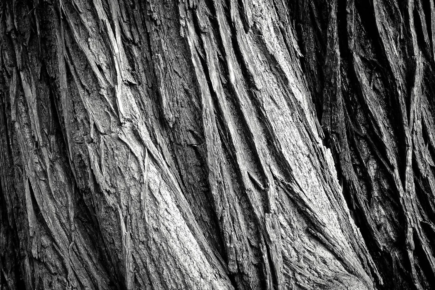 Texture of tree bark in black and white