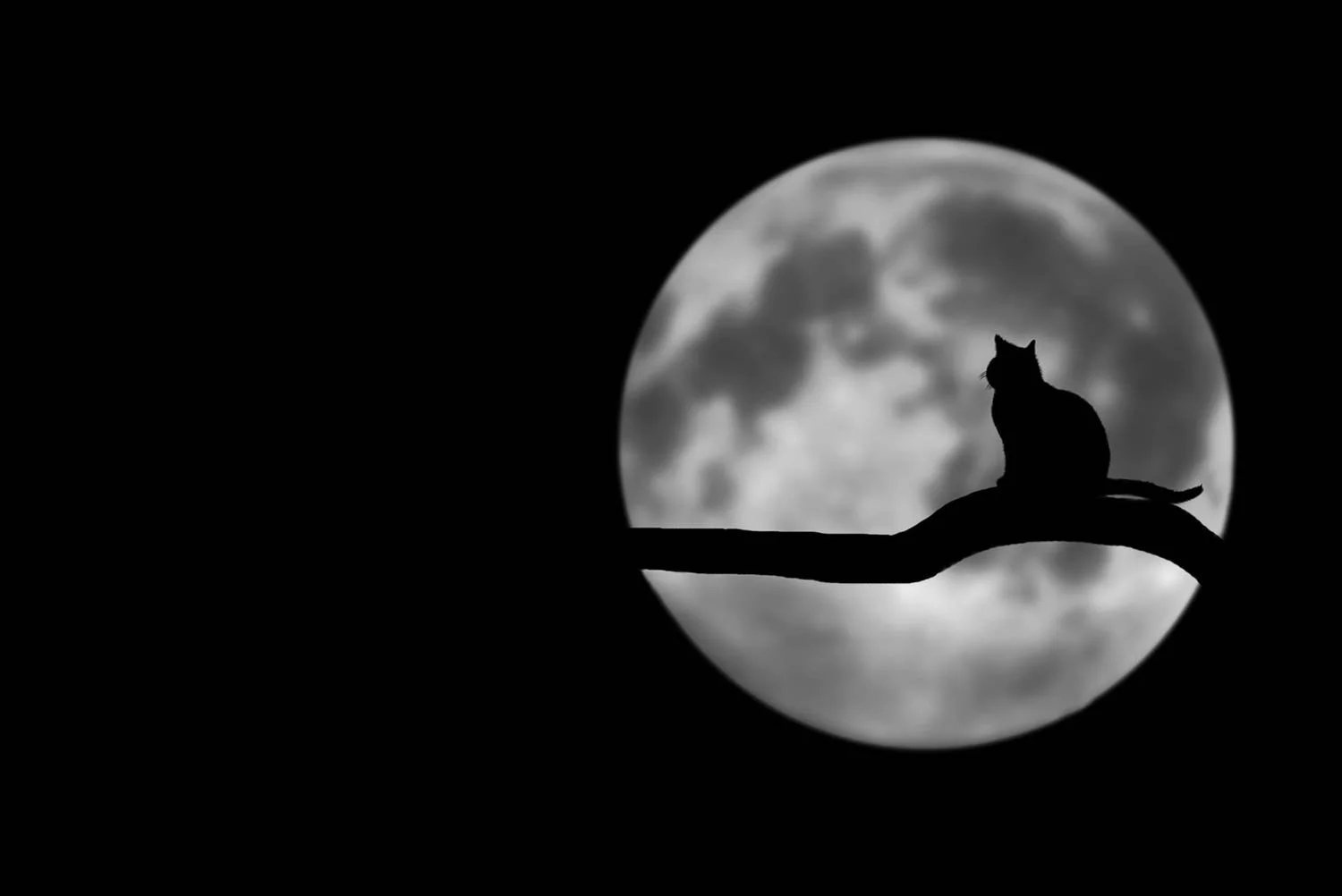 Silhouette of cat with the moon behind