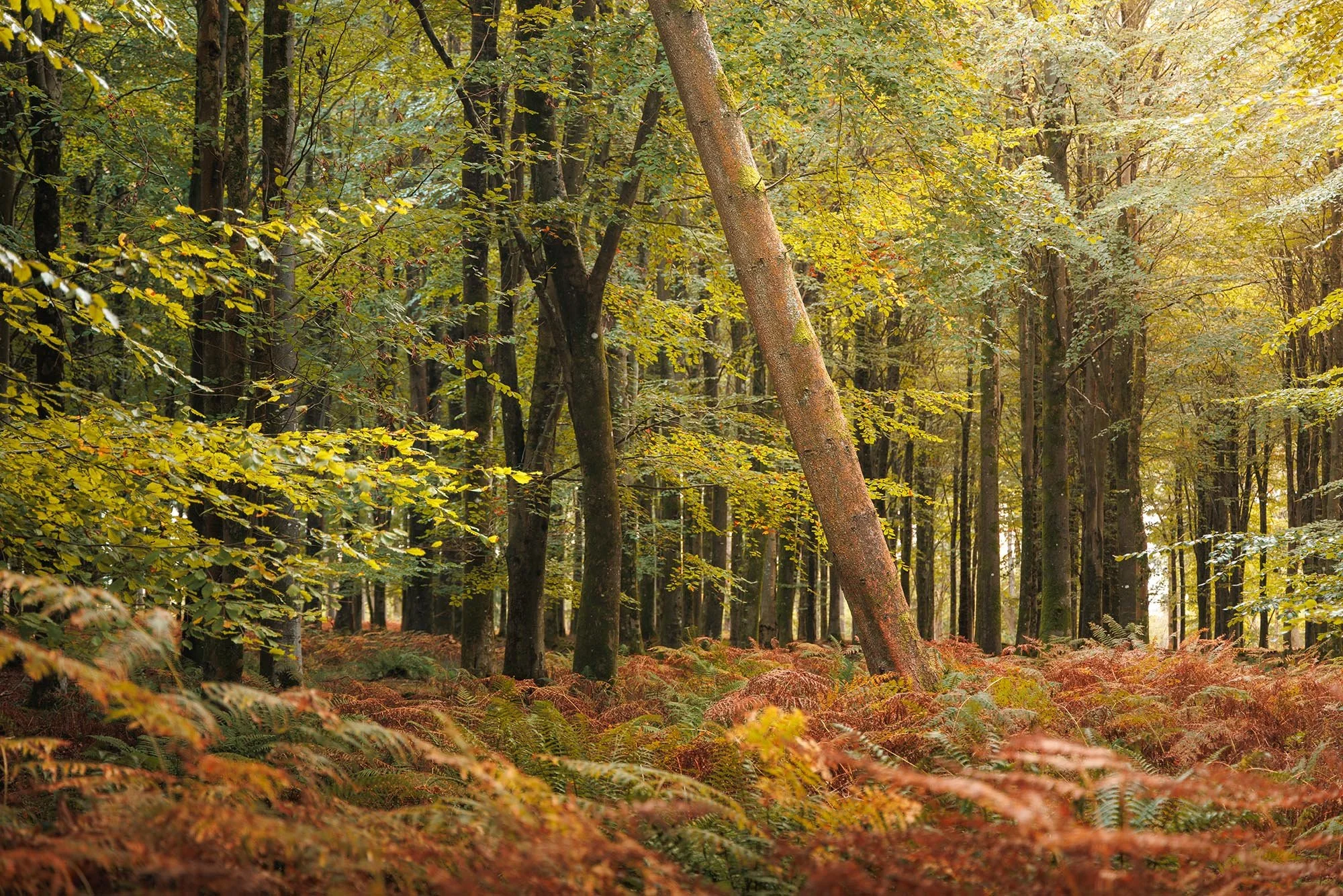 5 Ideas To Level Up Your Photography Skills The School Of Photography