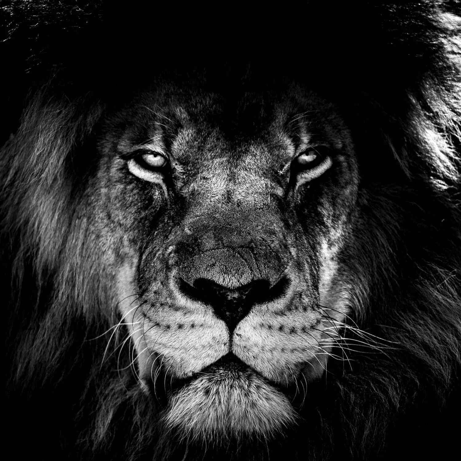 Lions face in black and white