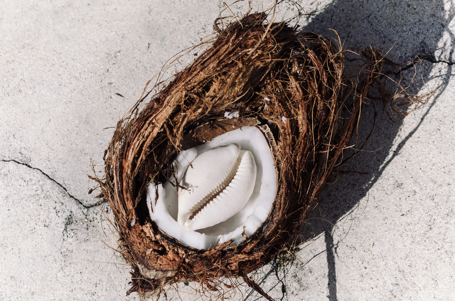 inside_natural-object_assemblage-daniel_pazdur-3100.jpg