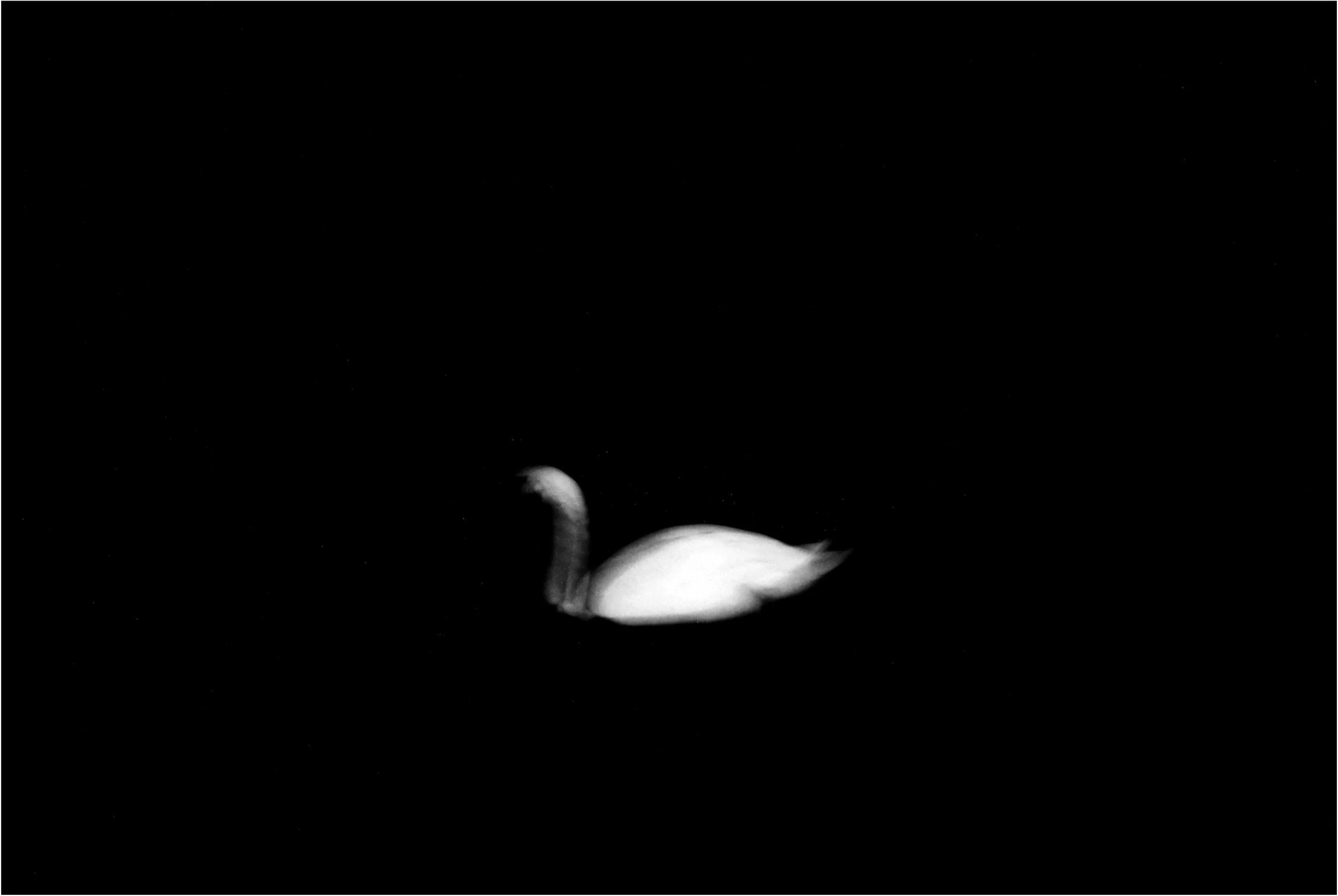 3_BlackSwanTheory II.jpg