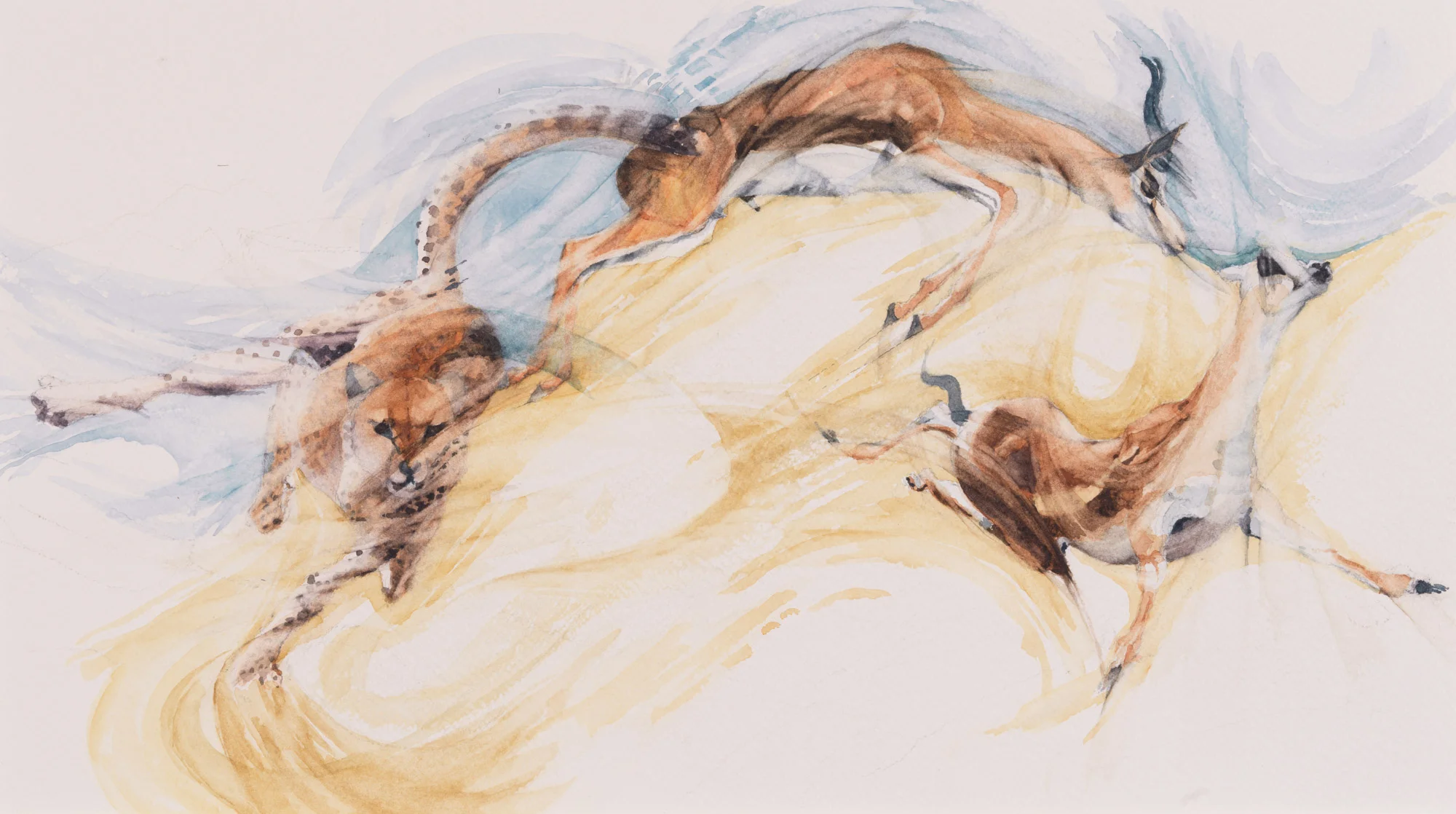 Twisting and Turning - Cheetah pursuing young Thomsons Gazelle h. 12.75" w. 22" (56 cms)