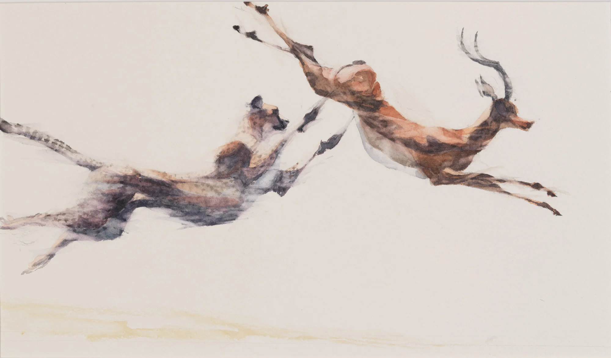 Cheetah leaping for Impala w. 13" (33cms) w. 22" (56cms)