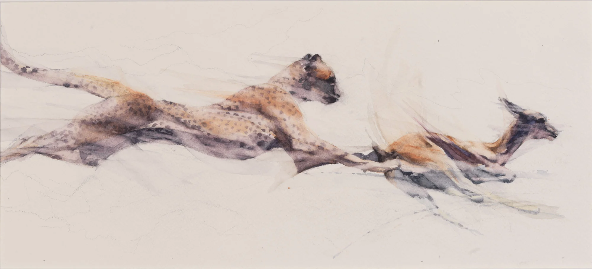 Cheetah tripping a Thomsons Gazelle h. 10.25" (26cms) w. 22" (56cms)