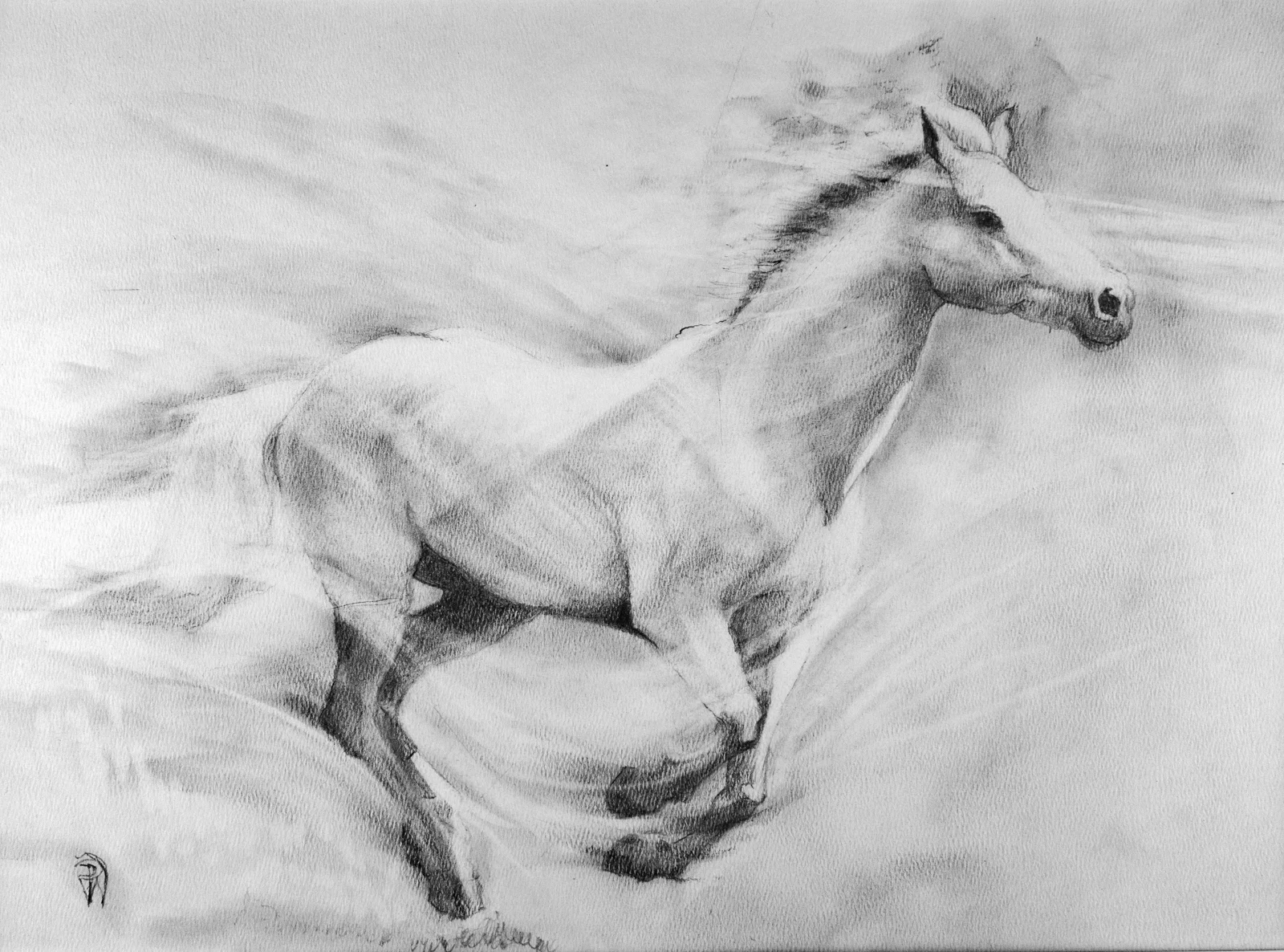 Bandit at the Gallop