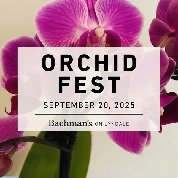 Orchid Fest