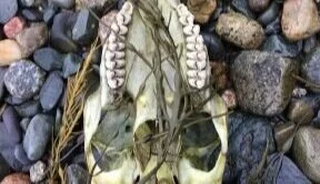 Bone