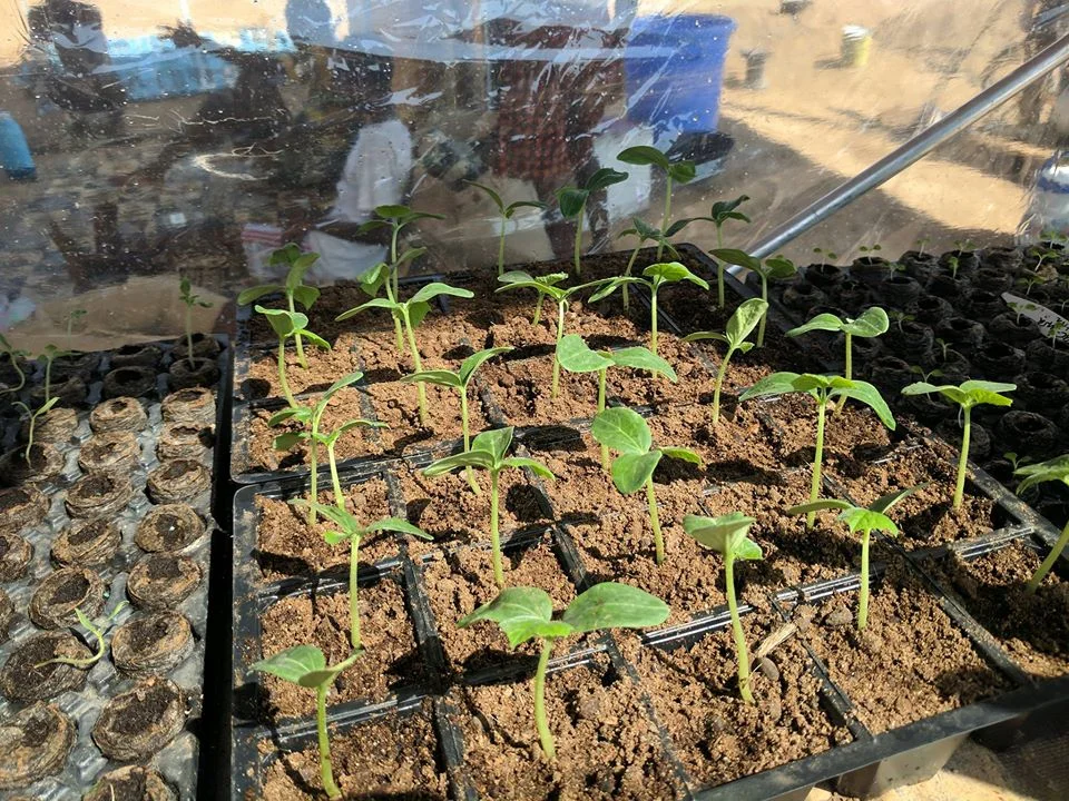 Aren't they beautiful!