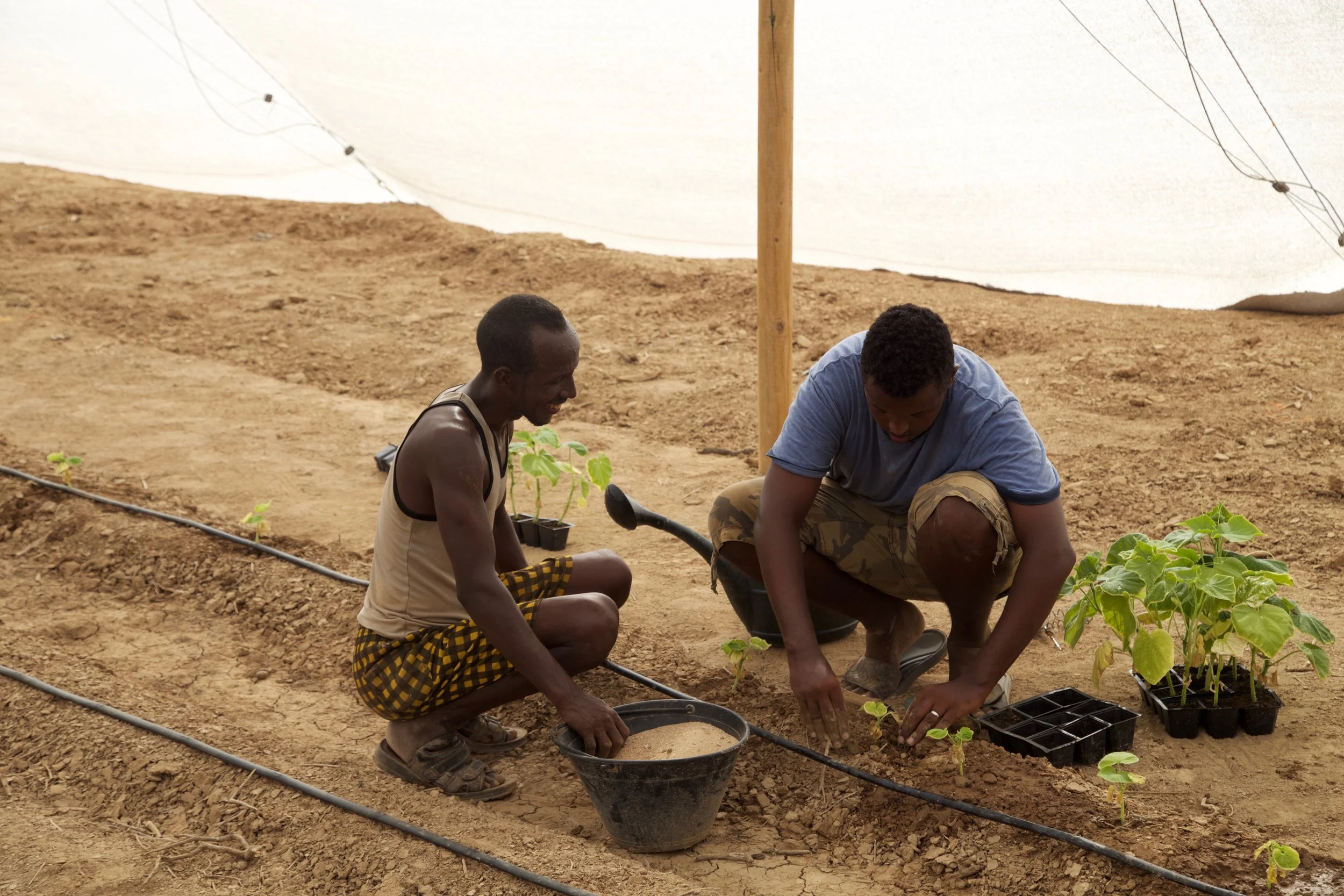 Transplanting the crops 