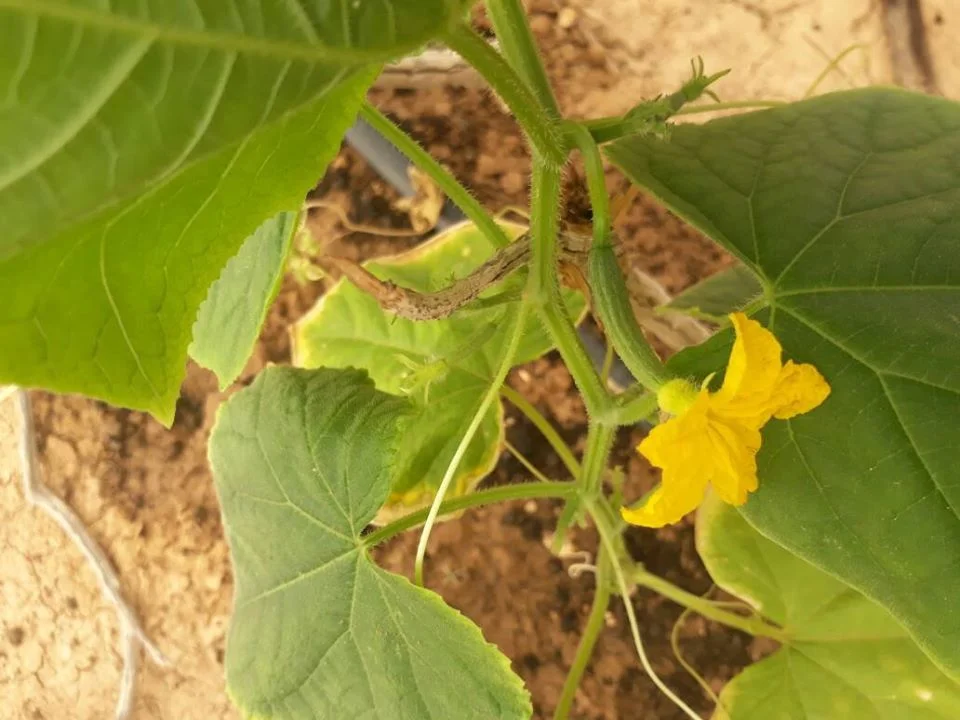 Oh look, a cucumber! 