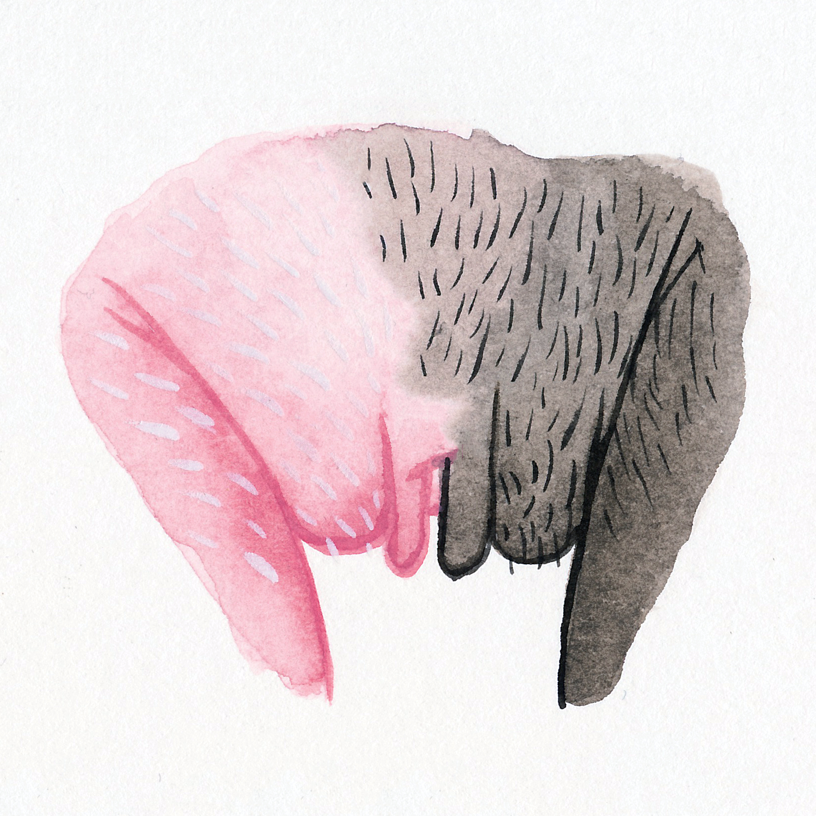 Vitiligo Vulva