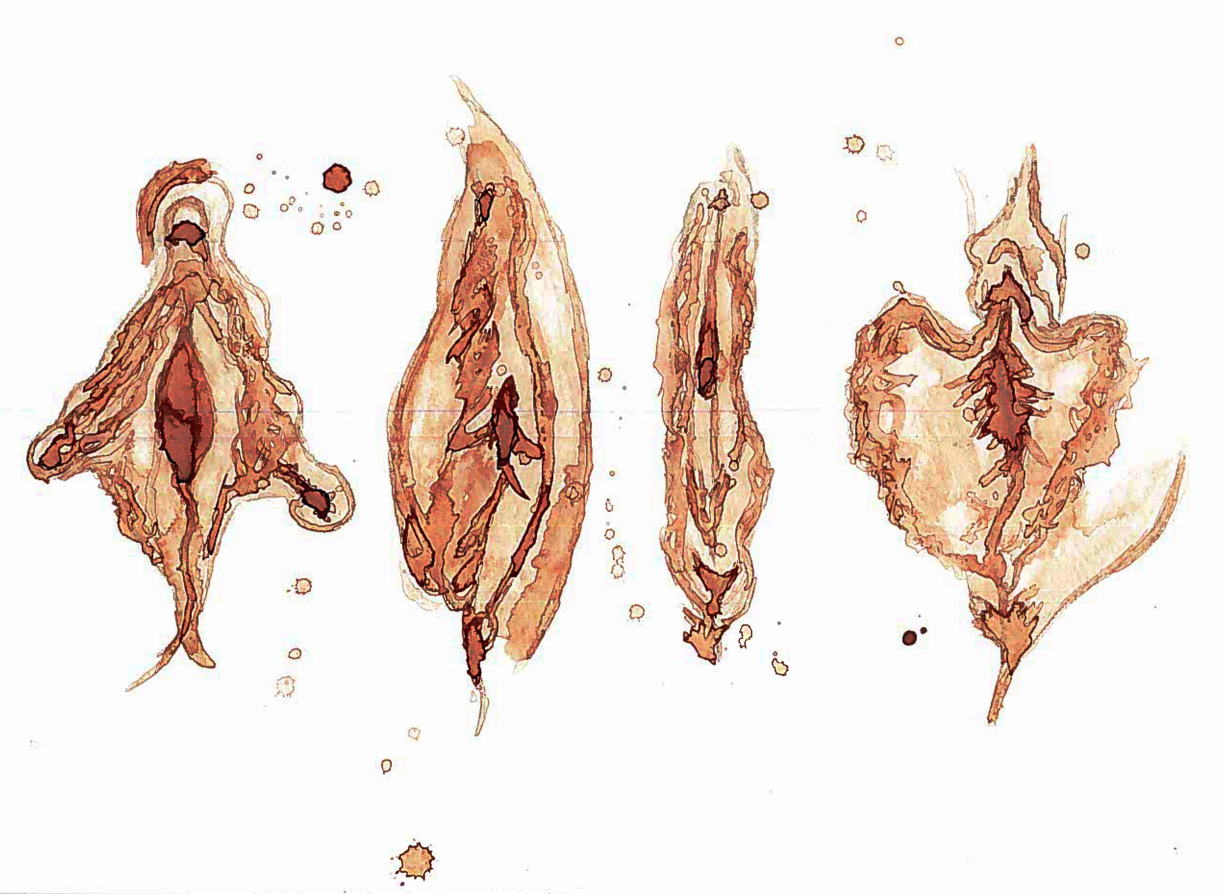 vulvas 2.jpg