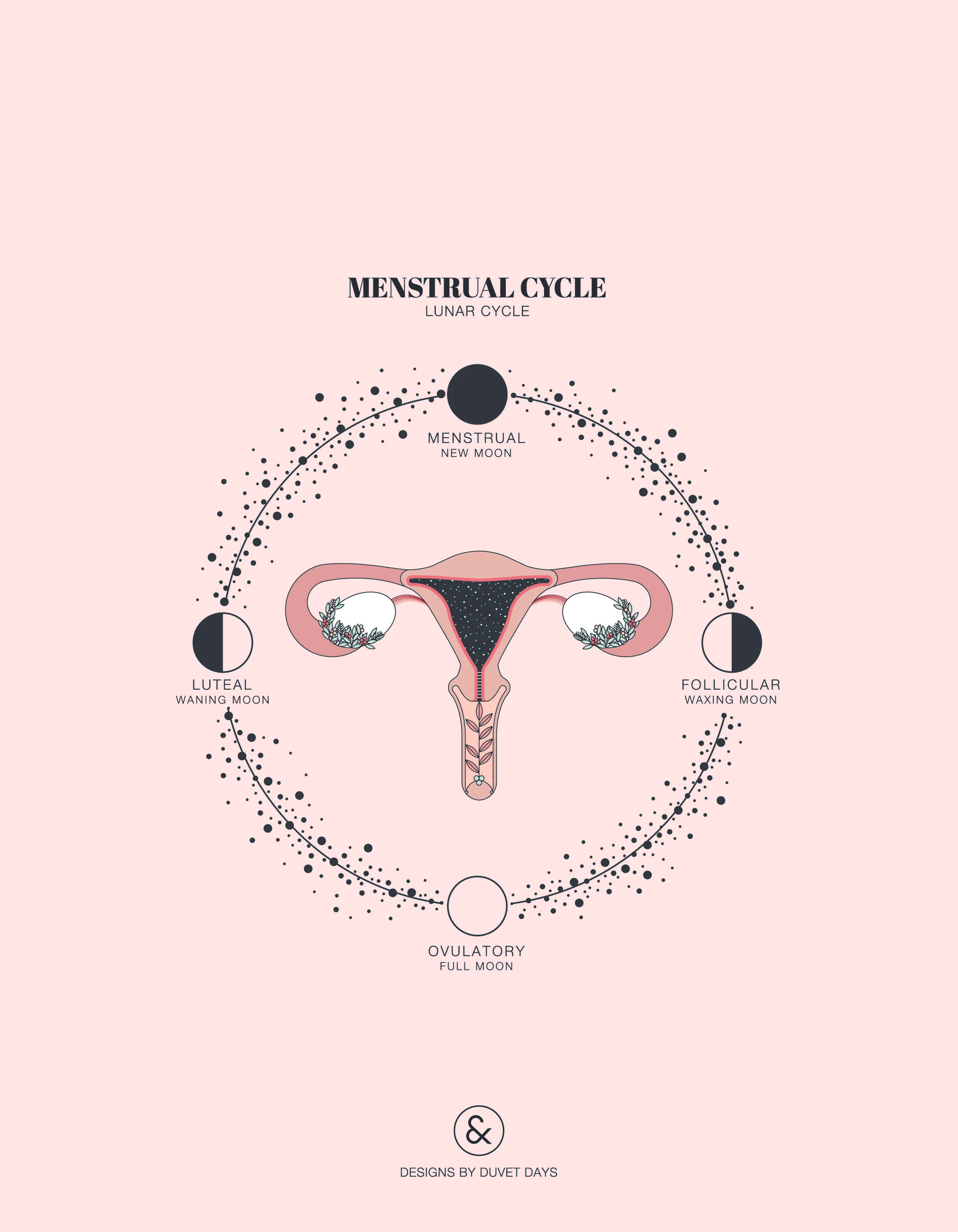 Duvet Days_Anatomy Illustrations_8.5x11_Menstrual Cycle.jpg