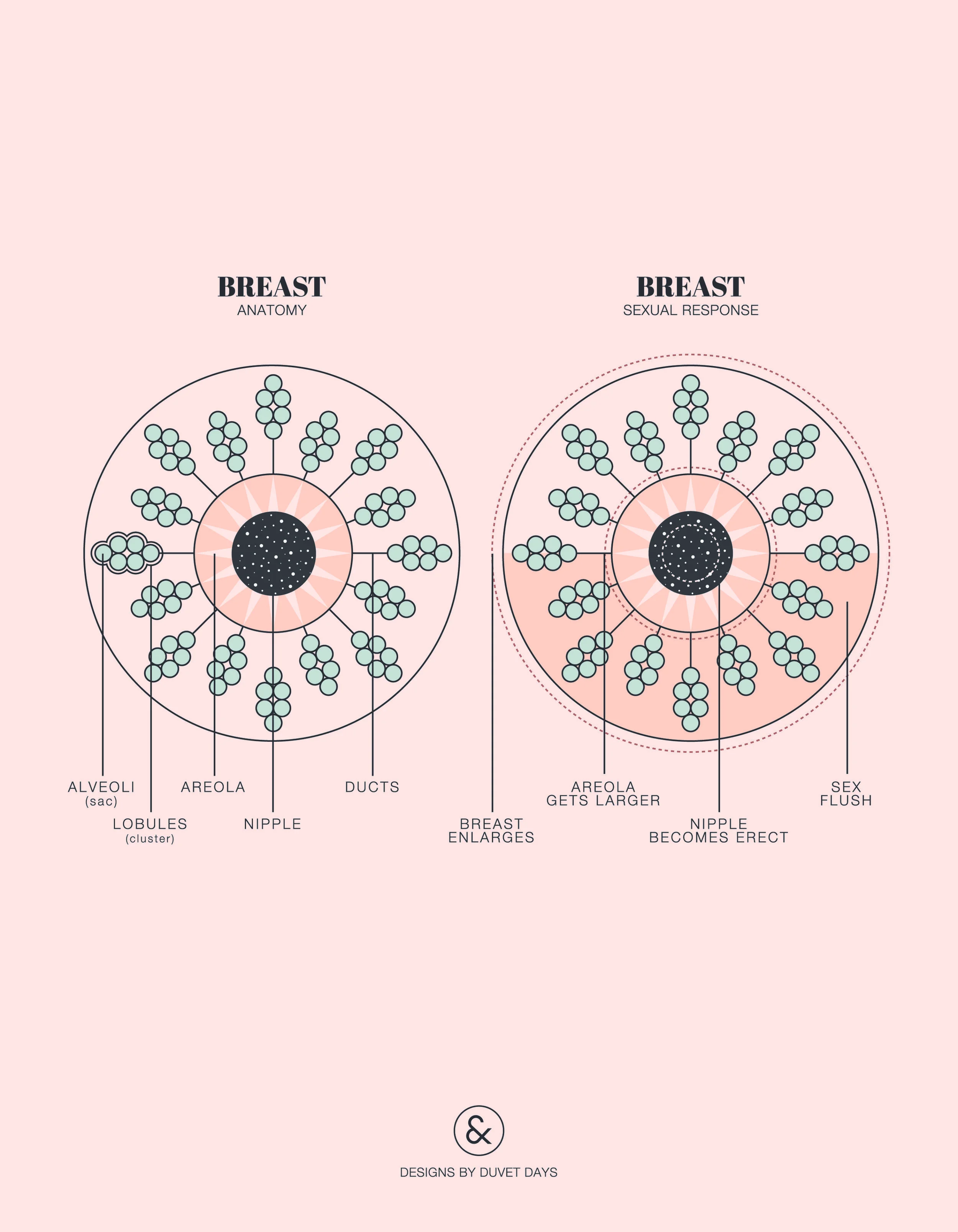 Duvet Days_Anatomy Illustrations_8.5x11_Breasts Anatomy.jpg