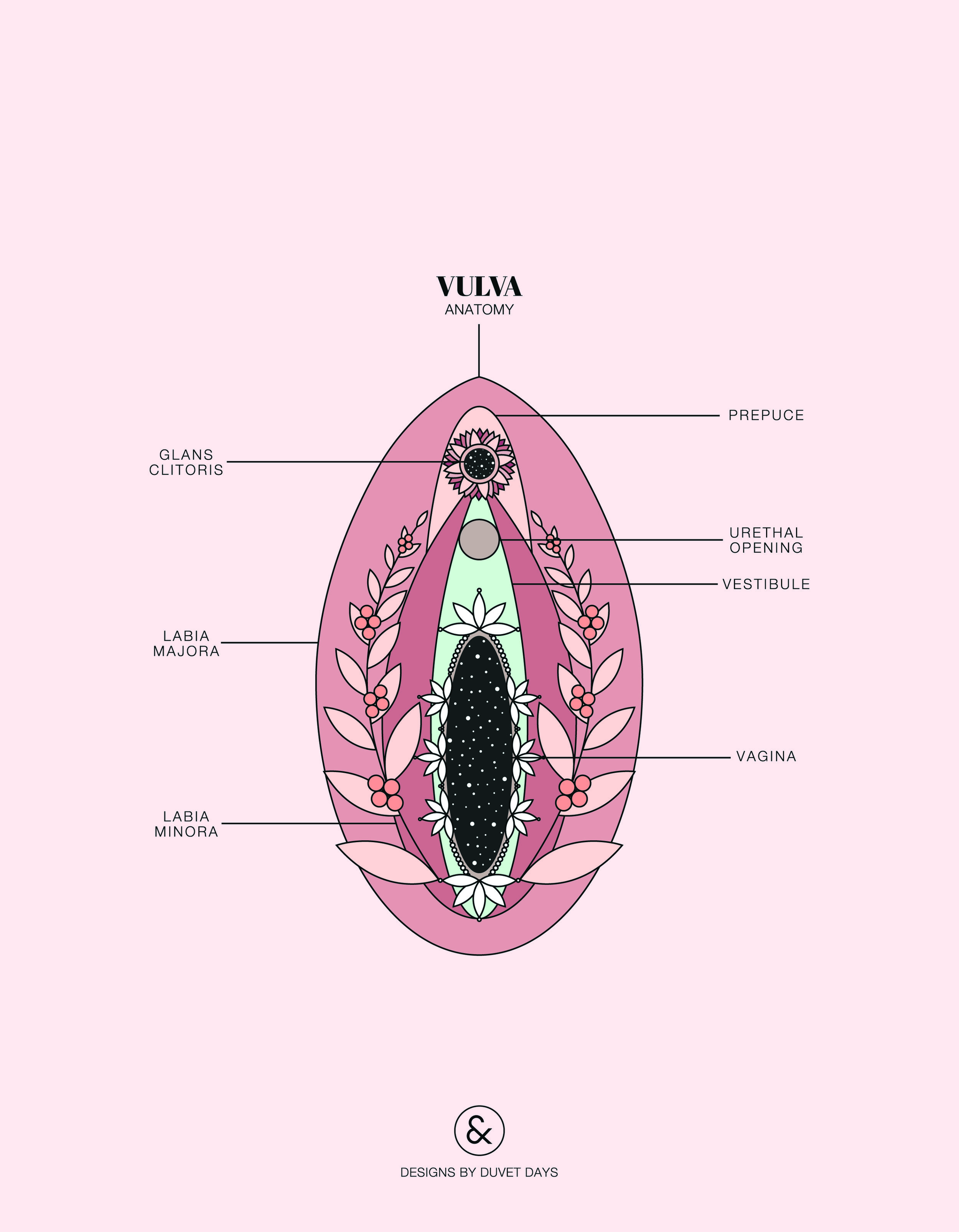 Duvet Days_Anatomy Illustrations_8.5x11_Vulva Anatomy.jpg