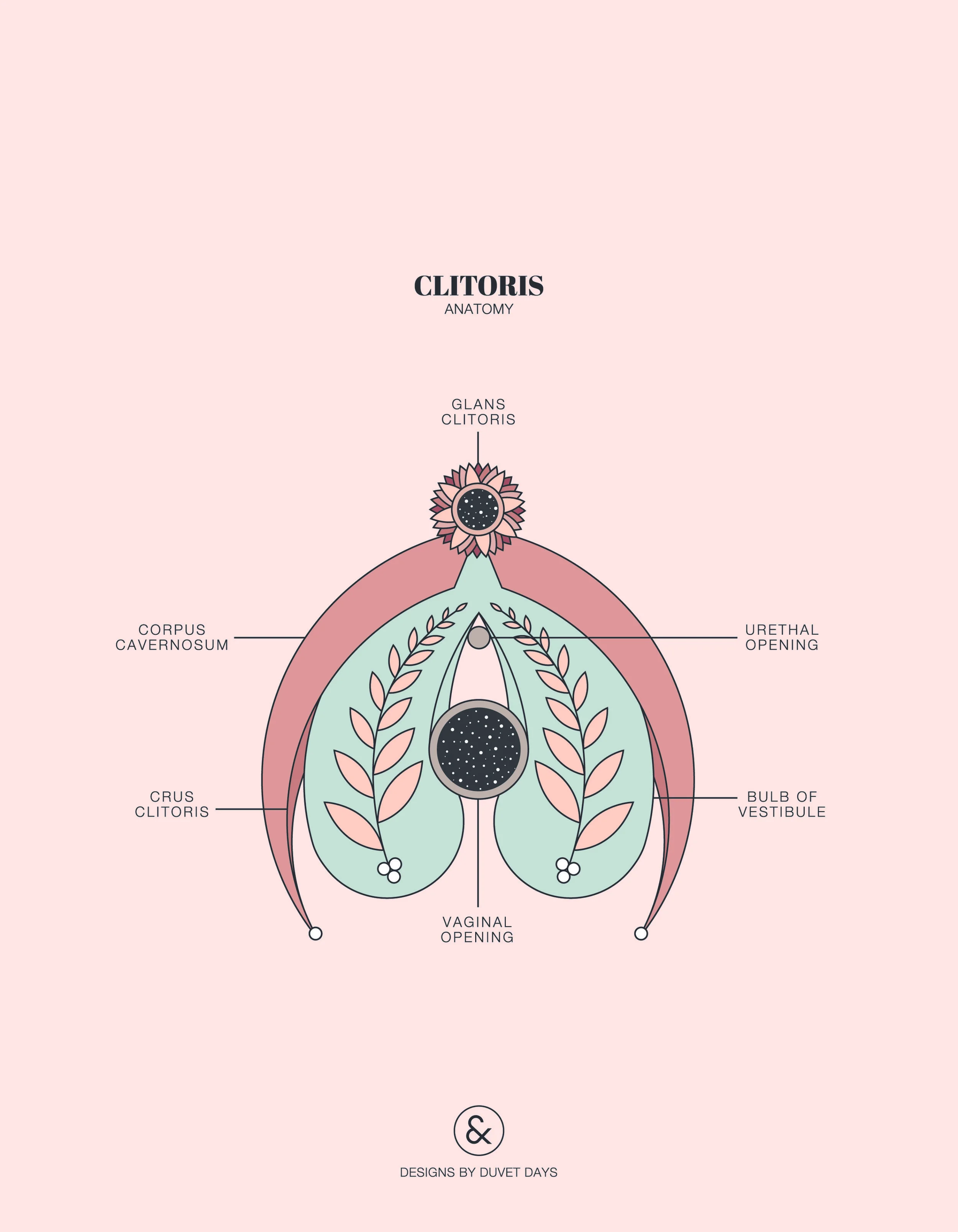 Duvet Days_Anatomy Illustrations_8.5x11_Clitoris Anatomy.jpg
